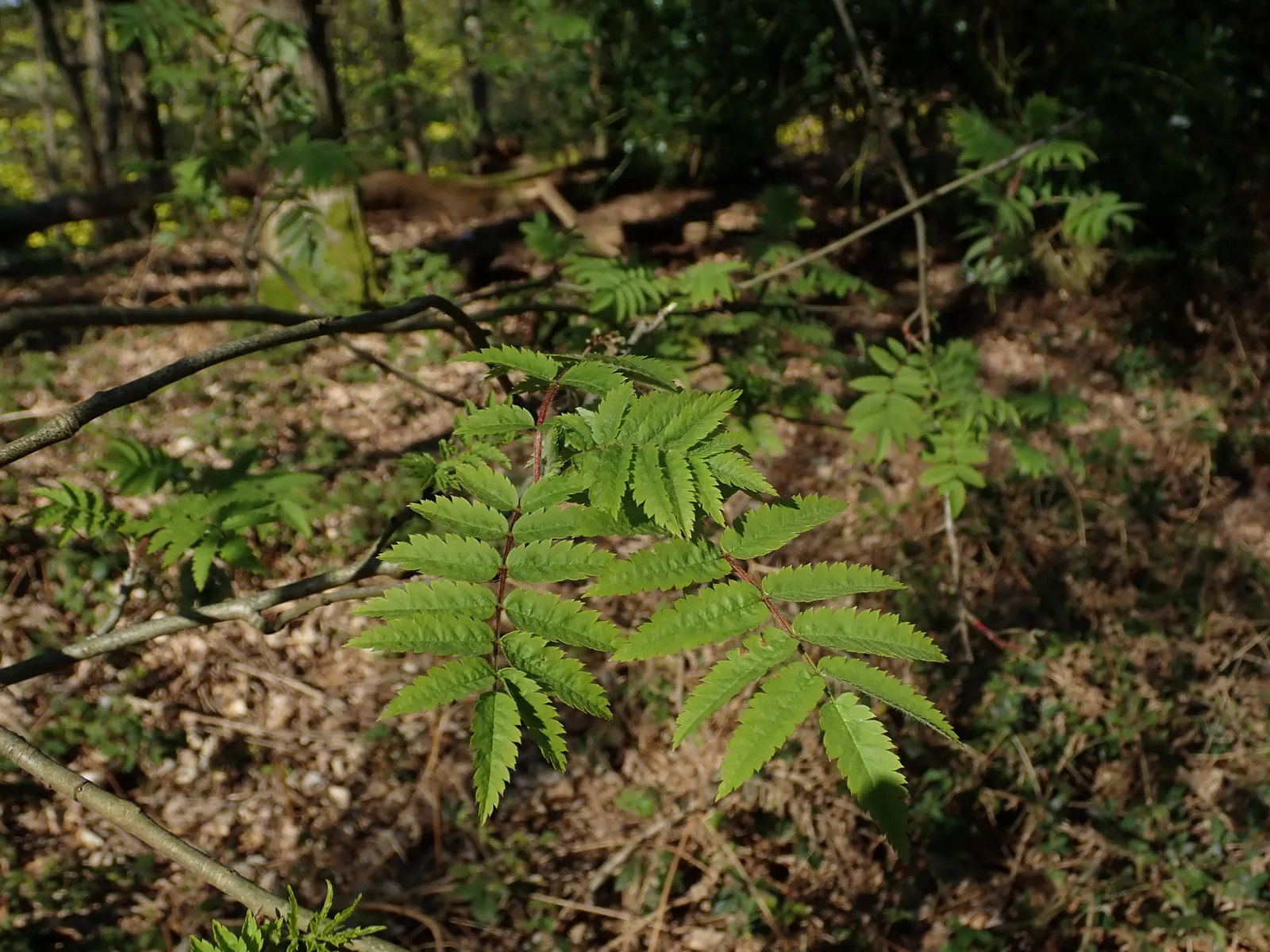 European Mountain Ash (Sorbus Aucuparia) — the tree produces vivid red berries in dense clusters; its compound leaves turn golden in fall, image 135