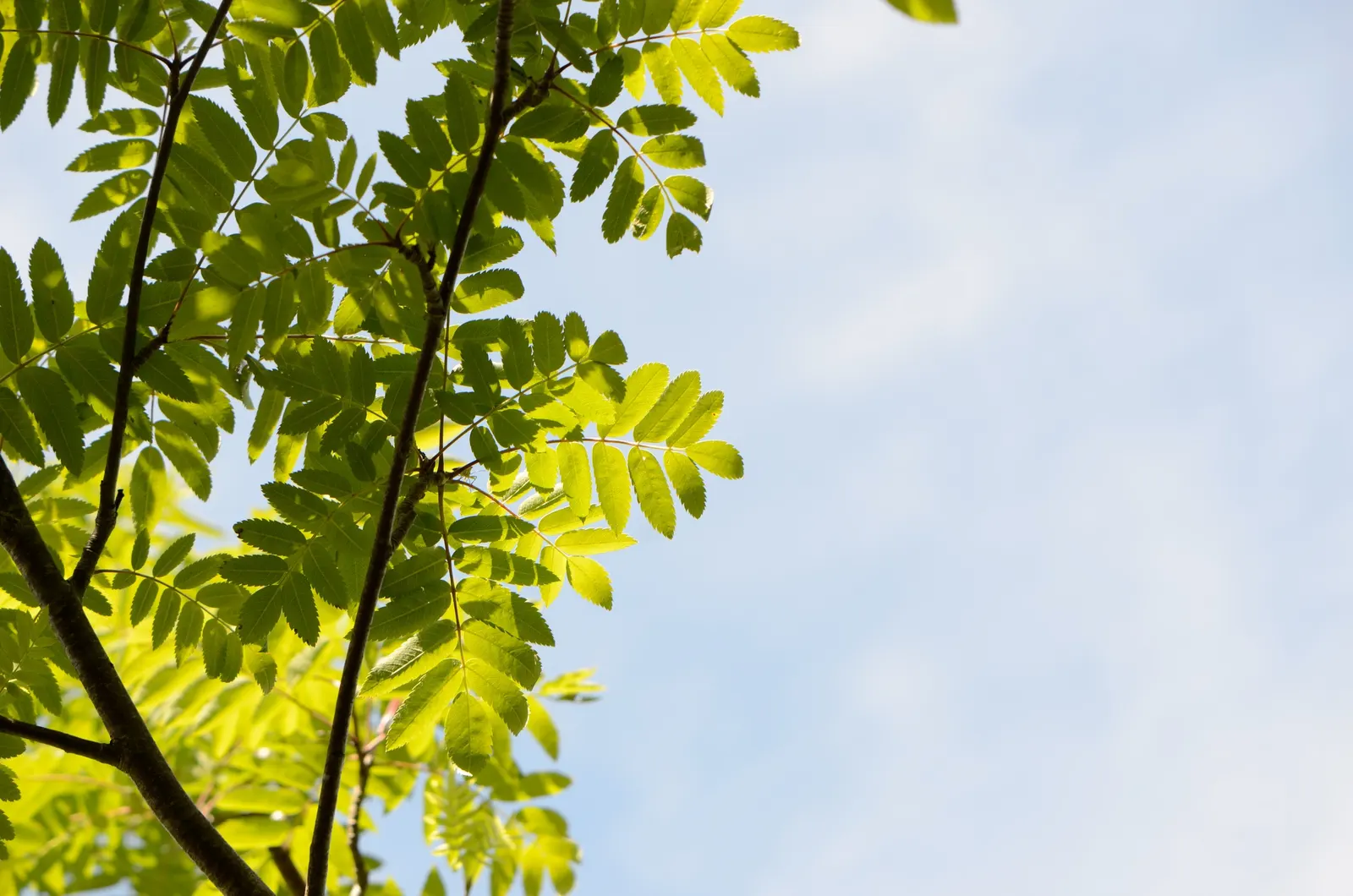 European Mountain Ash (Sorbus Aucuparia) — elegant aesthetic but are also a magnet for pollinators; a trait highly coveted by designers for, image 111