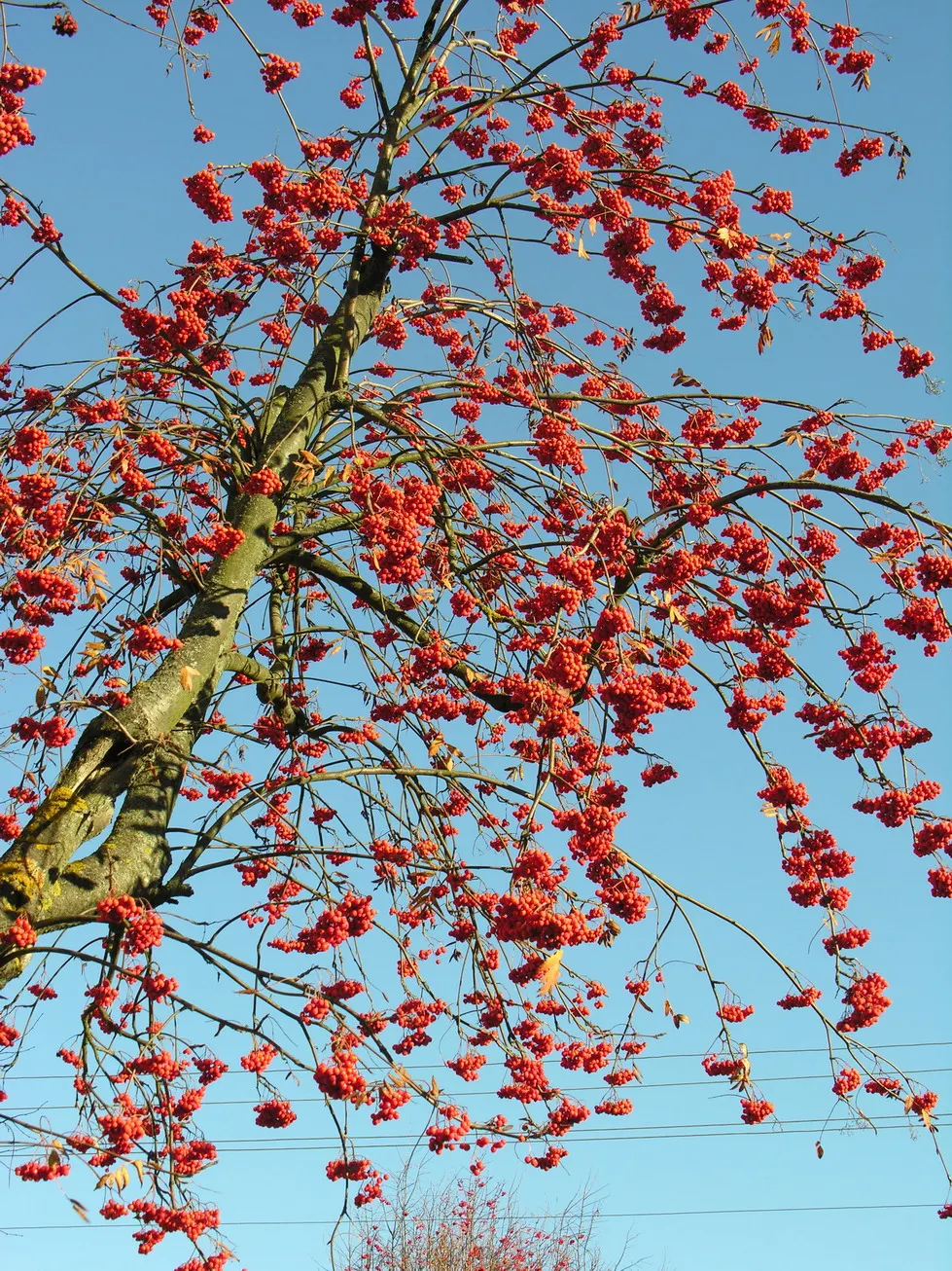 European Mountain Ash (Sorbus Aucuparia) — is a resilient deciduous tree reaching heights of 30-40 ft; ideal for zones 3-6, it thrives in, image 41