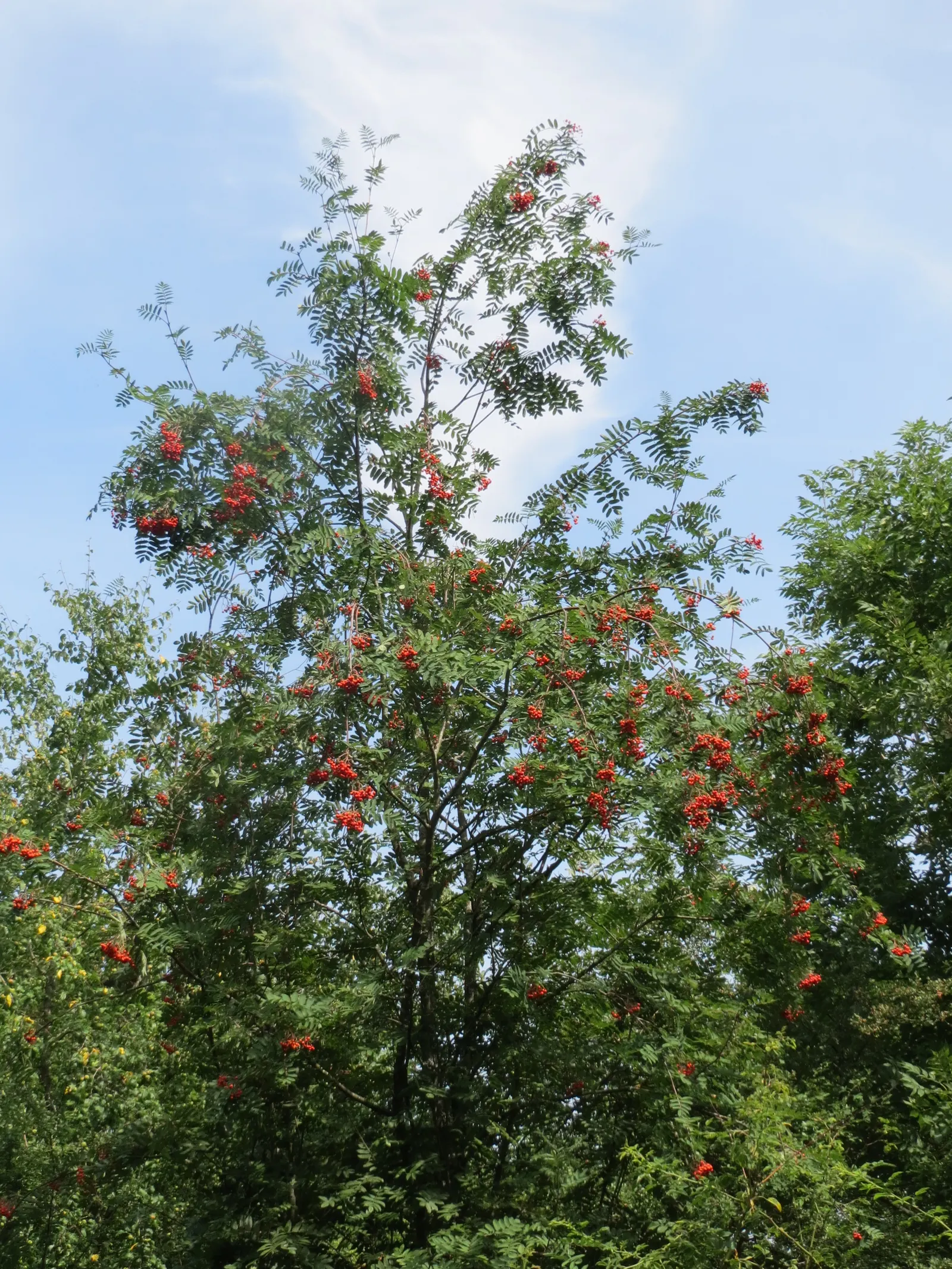 European Mountain Ash (Sorbus Aucuparia) — commonly graces landscapes with its stately presence and striking seasonal transformations; tree with, image 66
