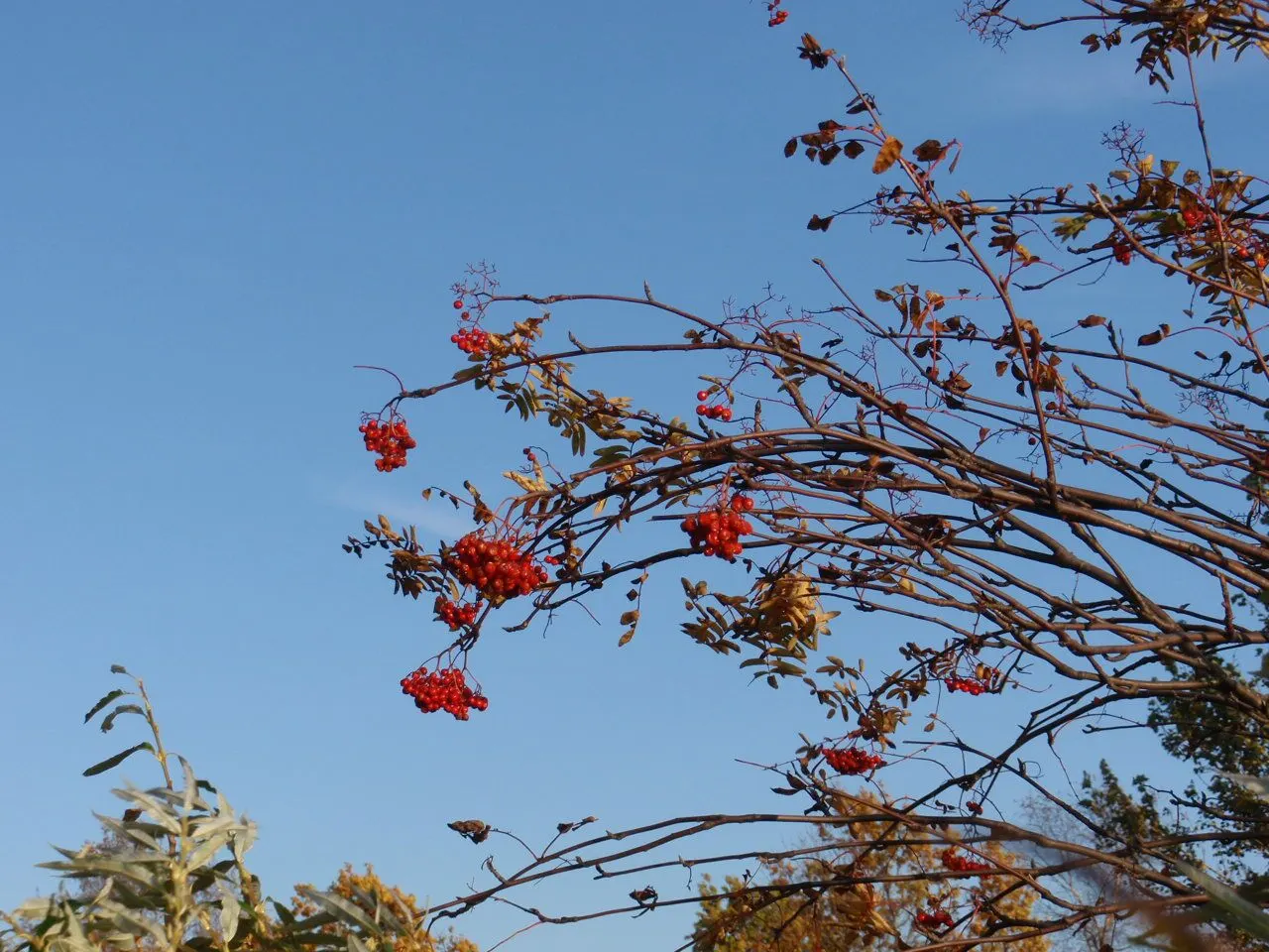 European Mountain Ash (Sorbus Aucuparia) — is a resilient deciduous tree reaching heights of 30-40 ft; ideal for zones 3-6, it thrives in, image 141