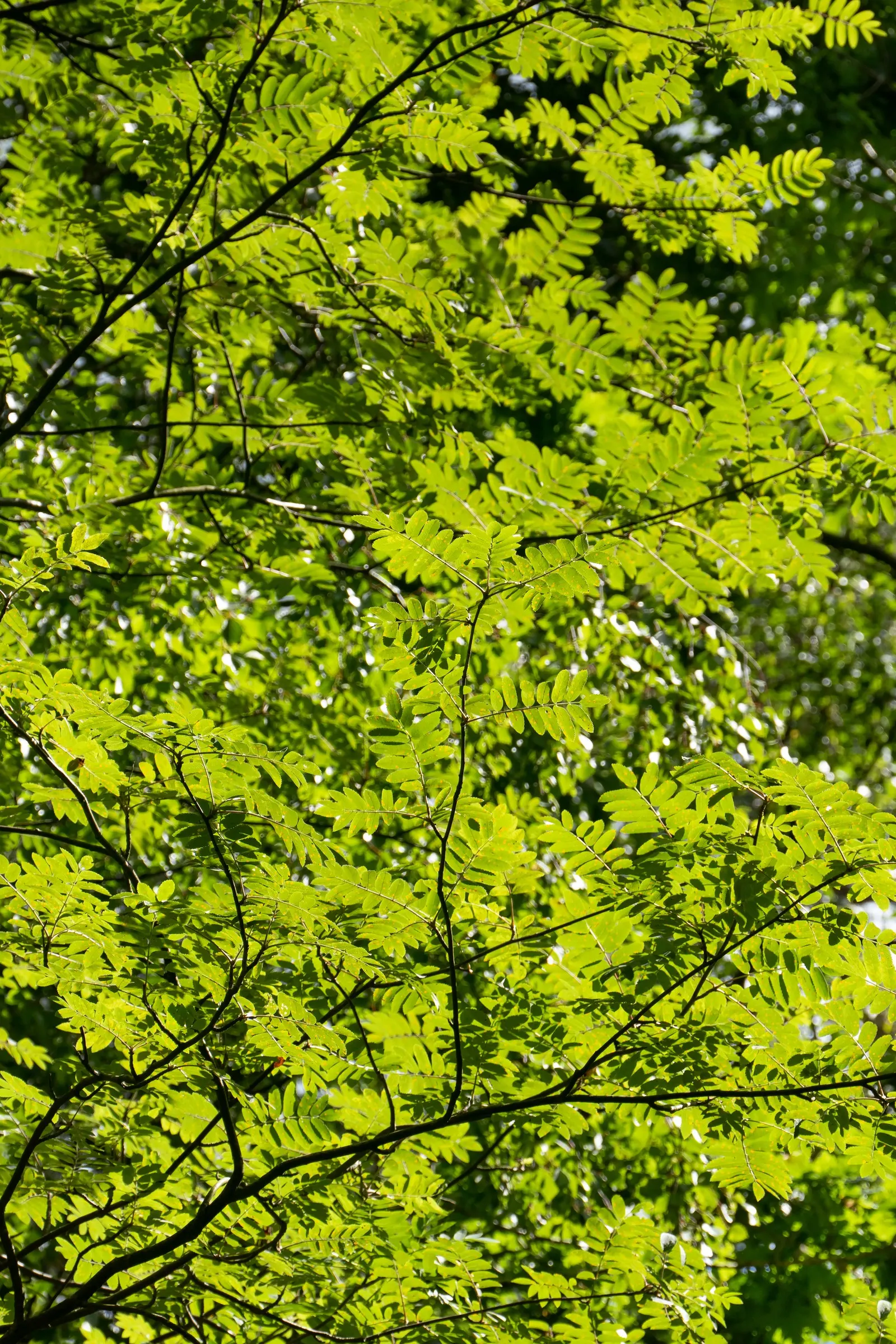 European Mountain Ash (Sorbus Aucuparia) — Its compound leaves turn golden in fall