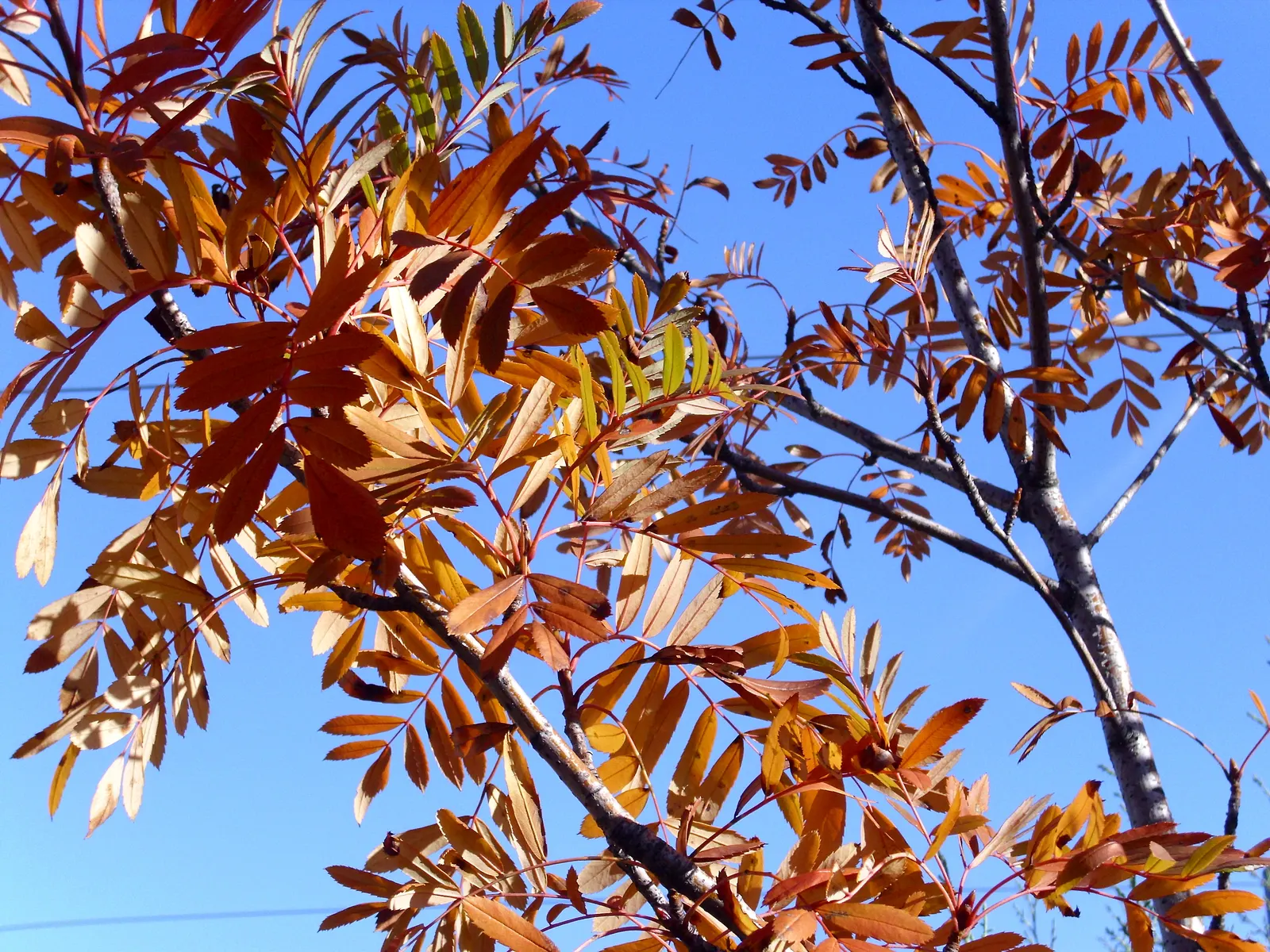 European Mountain Ash (Sorbus Aucuparia) — each approximately 6 inches across; this deciduous tree typically matures to a height of 20 to 40 feet, image 50
