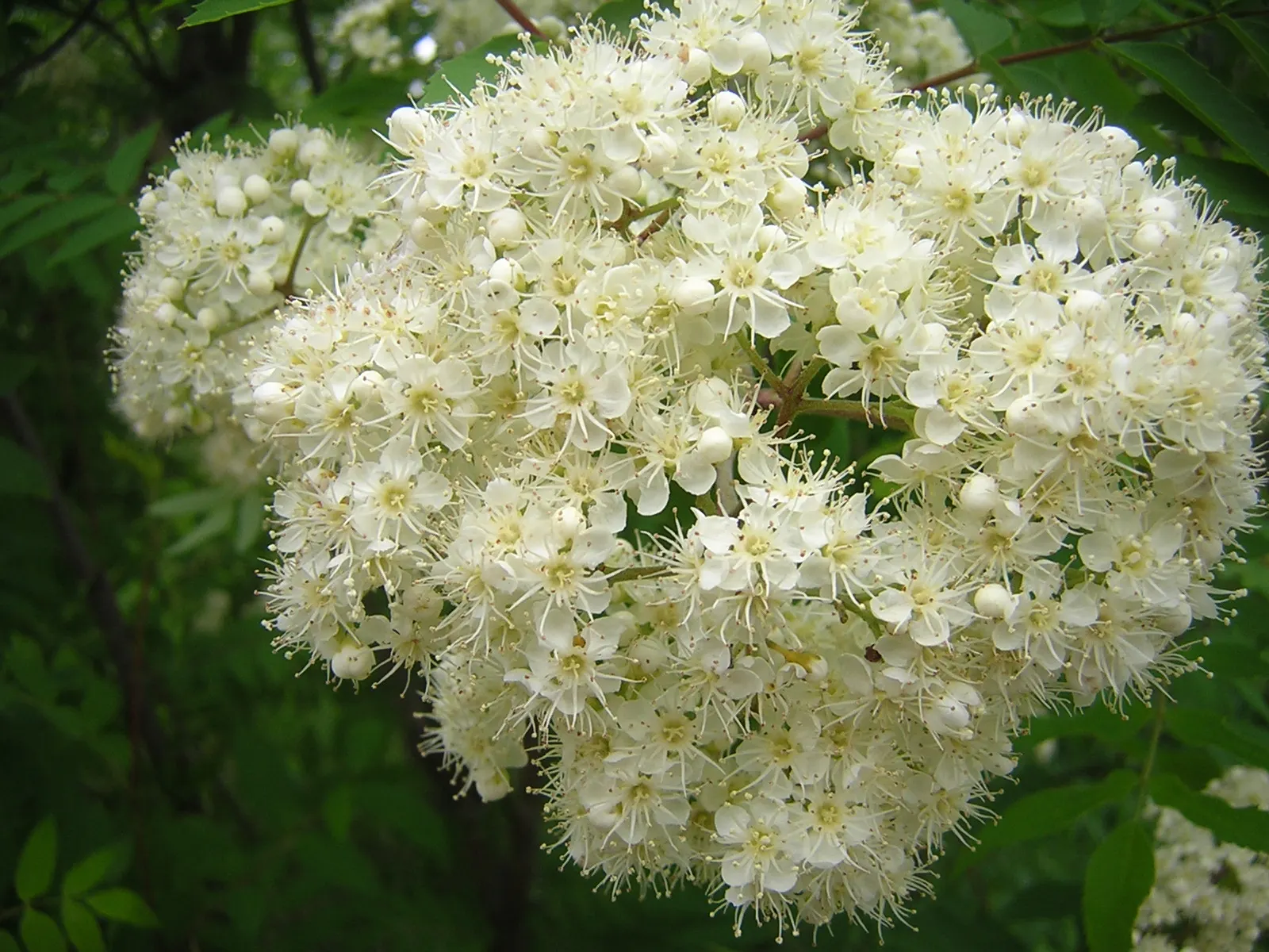 European Mountain Ash (Sorbus Aucuparia) — which persist into winter; the Mountain Ash announces the season's arrival with abundant clusters of, image 116