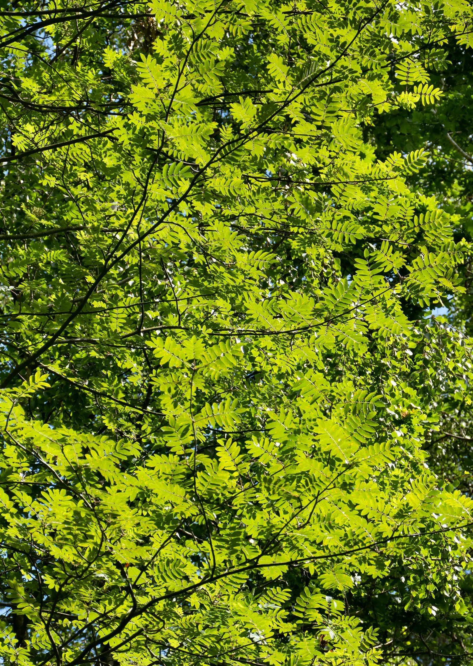 European Mountain Ash (Sorbus Aucuparia) — the foliage transforms into a spectacular display of vibrant oranges and reds; comprising numerous, image 73