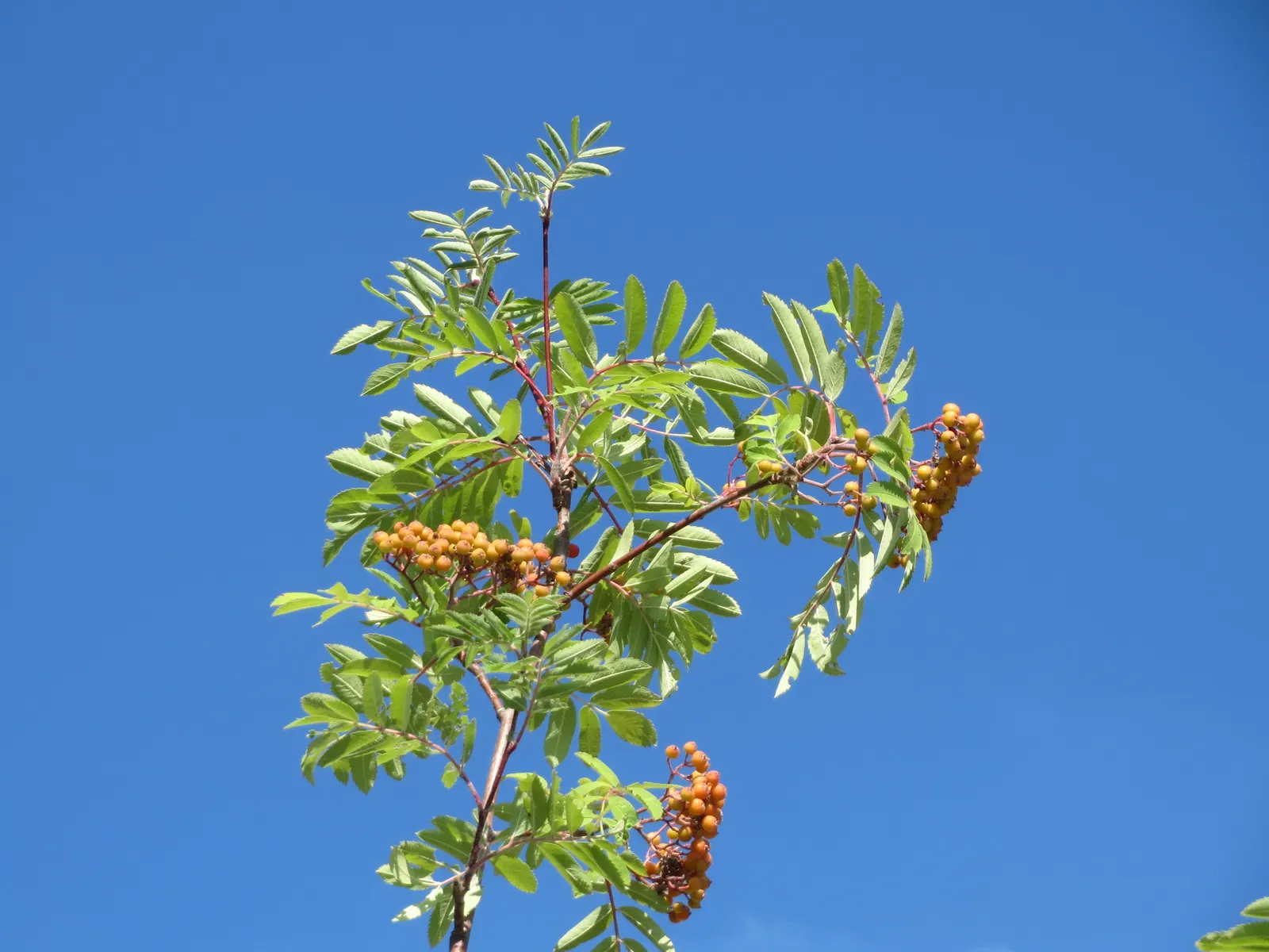 European Mountain Ash (Sorbus Aucuparia) — a trait highly coveted by designers for seasonal color; the tree produces vivid red berries in dense, image 114