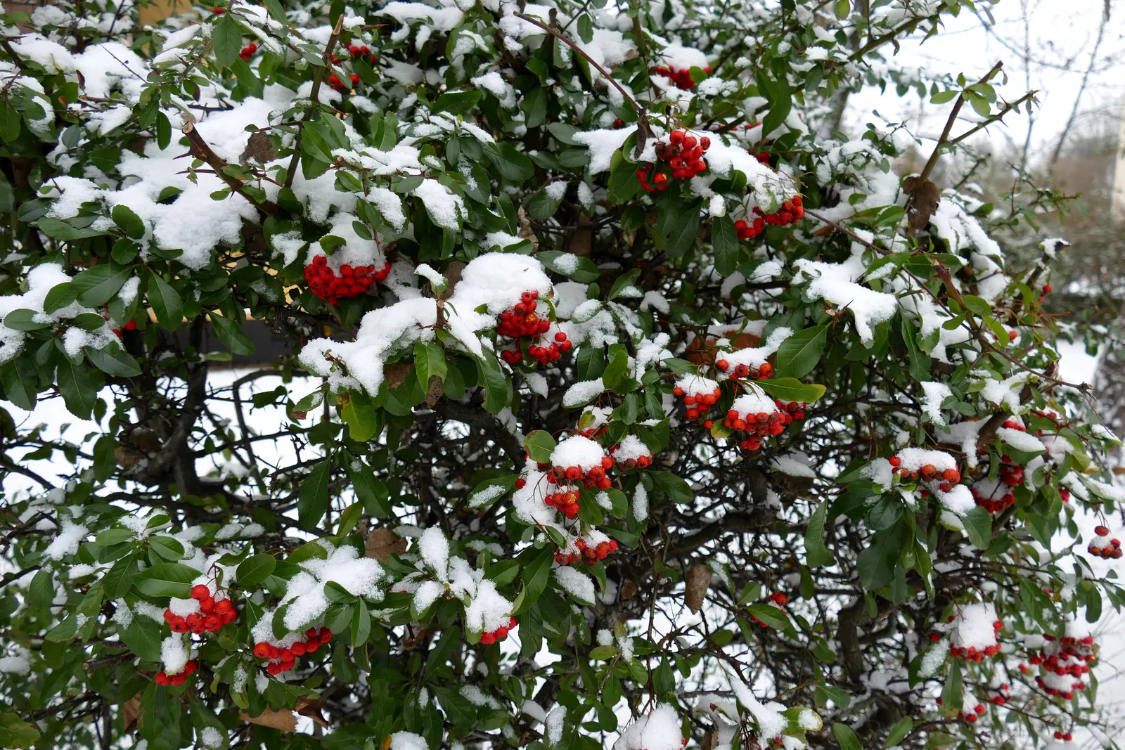 European Mountain Ash (Sorbus Aucuparia) — Ideal for zones 3-6, it thrives in well-drained soils and full sun to partial shade; its compact size, image 64