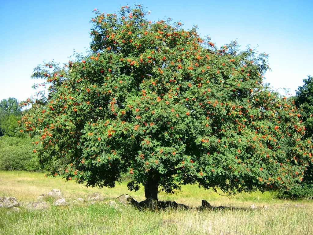 European Mountain Ash (Sorbus Aucuparia) — comprising numerous leaflets that create a fine; the foliage transforms into a spectacular display of, image 88
