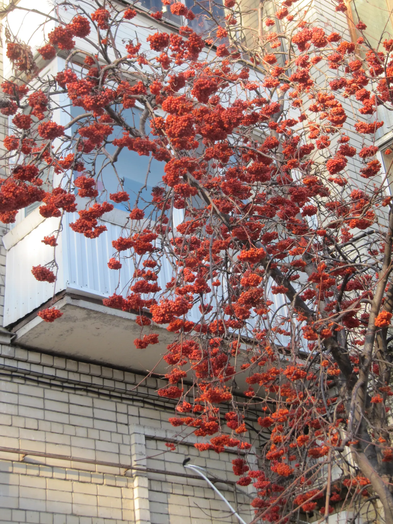 European Mountain Ash (Sorbus Aucuparia) — the Mountain Ash announces the season's arrival with abundant clusters of creamy white flowers; tree for, image 49