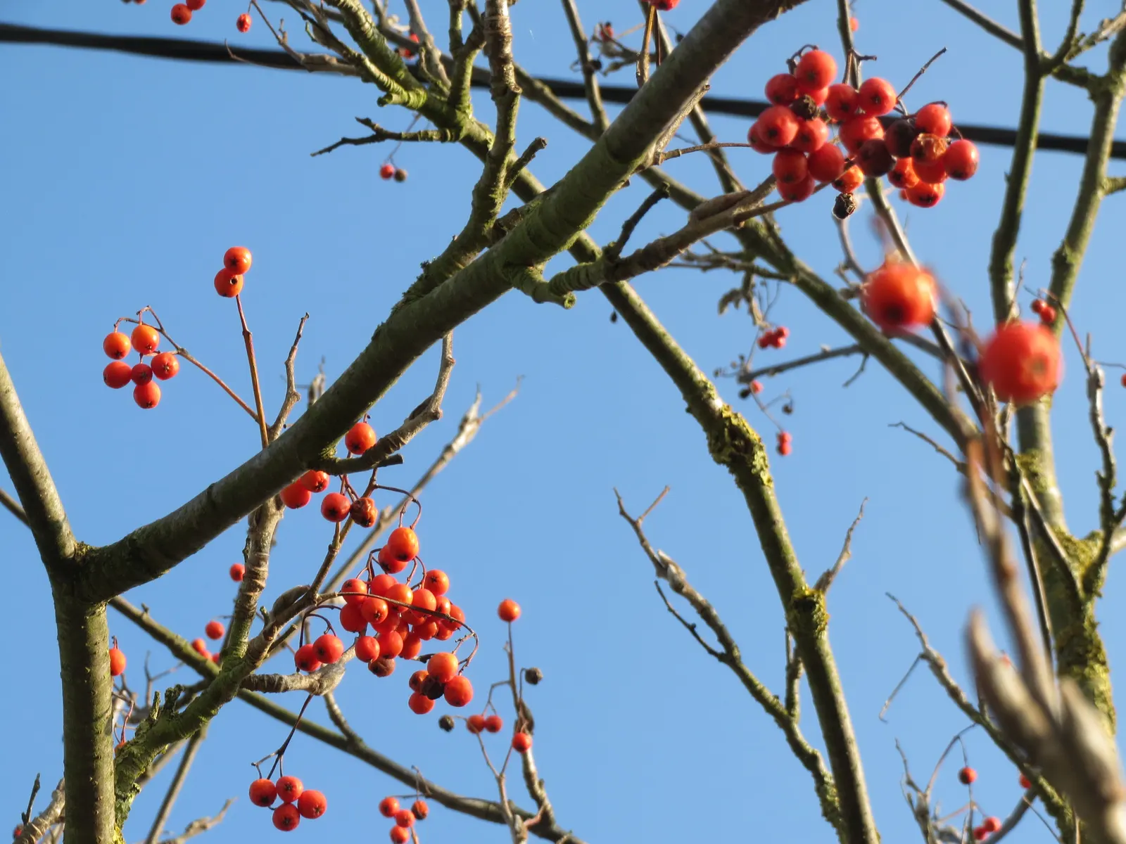 European Mountain Ash (Sorbus Aucuparia) — the tree produces vivid red berries in dense clusters; its compound leaves turn golden in fall
