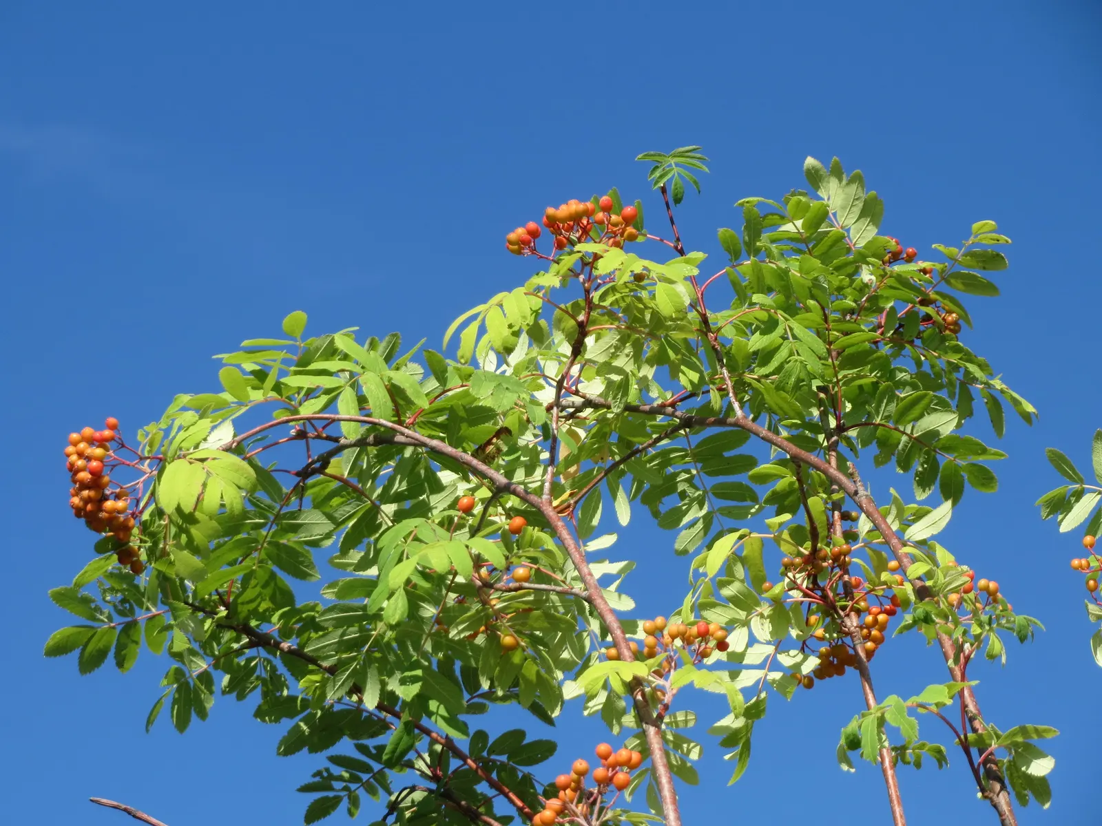 European Mountain Ash (Sorbus Aucuparia) — adding to the garden's ecological vitality.<br><br>Come autumn; is a resilient deciduous tree reaching heights of