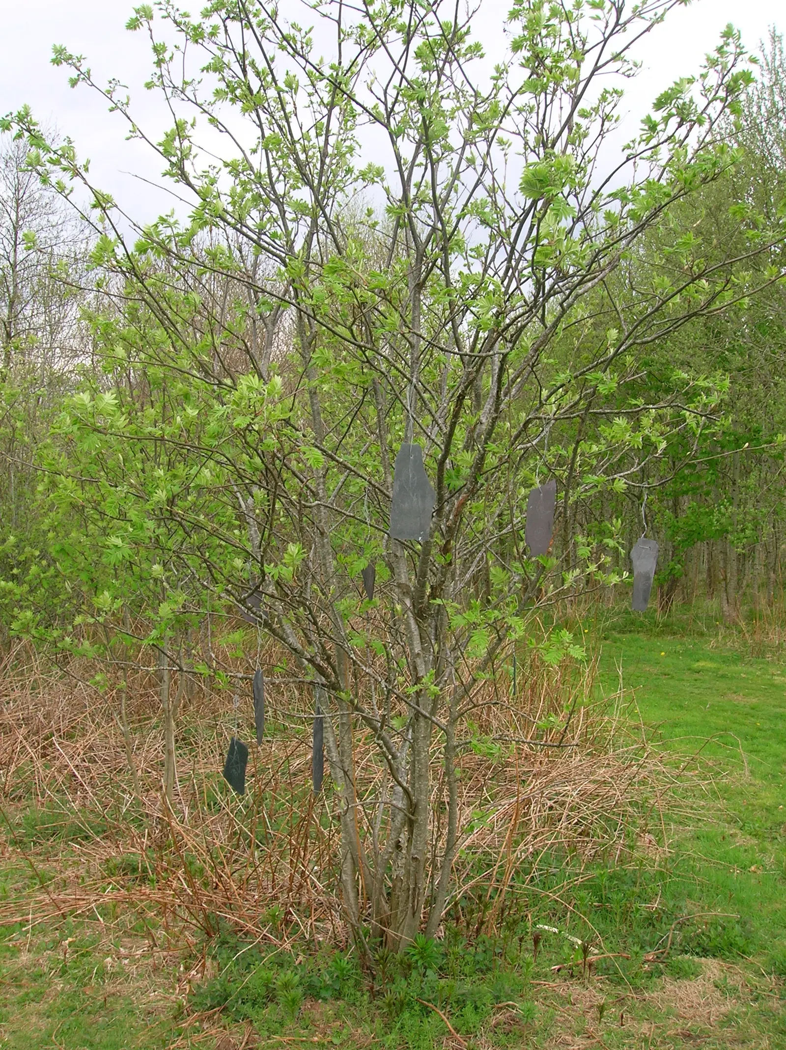 European Mountain Ash (Sorbus Aucuparia) — is a resilient deciduous tree reaching heights of 30-40 ft; ideal for zones 3-6, it thrives in well-drained soils