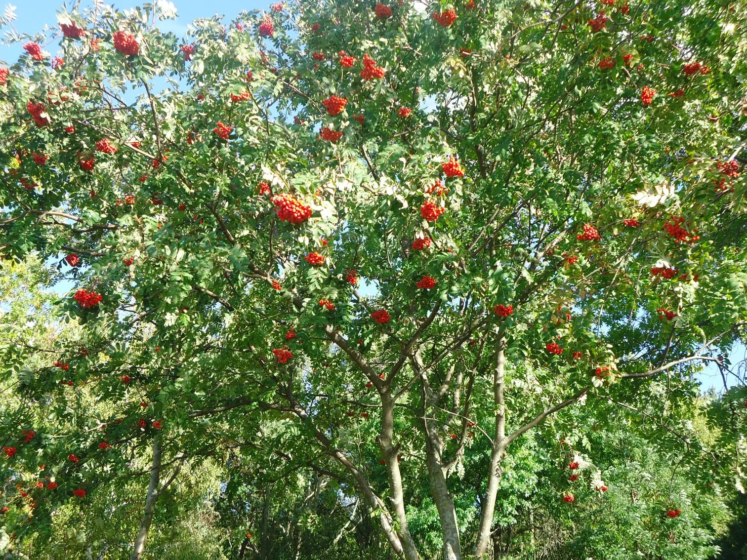 European Mountain Ash (Sorbus Aucuparia) — which persist into winter; the Mountain Ash announces the season's arrival with abundant clusters of, image 136