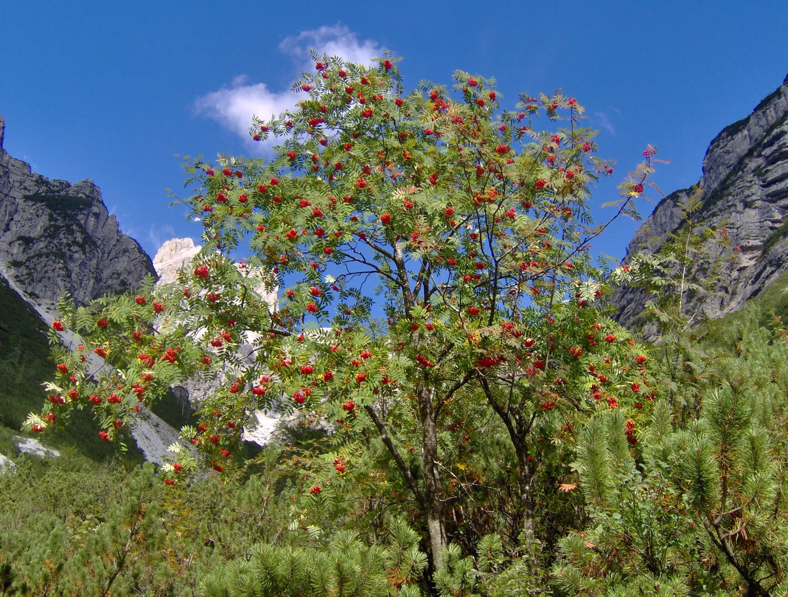 European Mountain Ash (Sorbus Aucuparia) — adding to the garden's ecological vitality.<br><br>Come autumn; is a resilient deciduous tree reaching, image 132