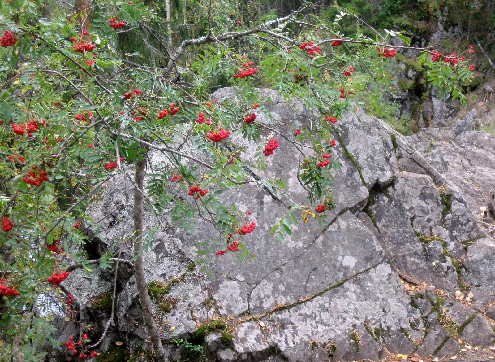 European Mountain Ash (Sorbus Aucuparia) — Its compound leaves turn golden in fall; elegant aesthetic but are also a magnet for pollinators, image 42