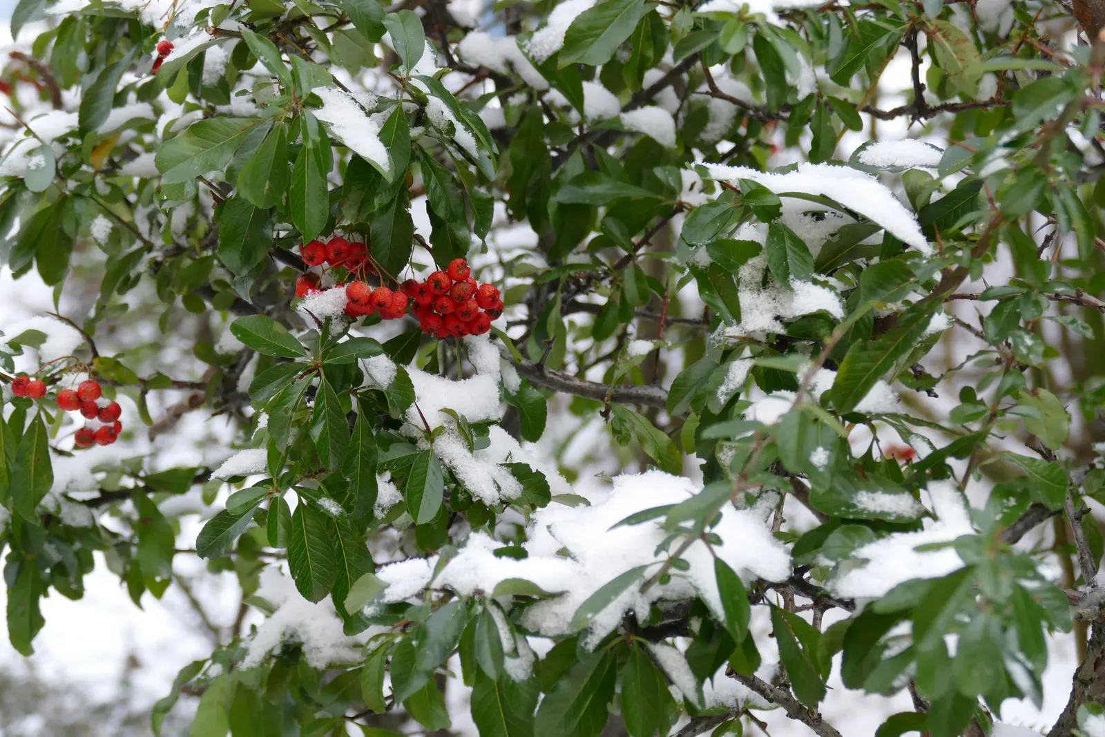 European Mountain Ash (Sorbus Aucuparia) — is a resilient deciduous tree reaching heights of 30-40 ft