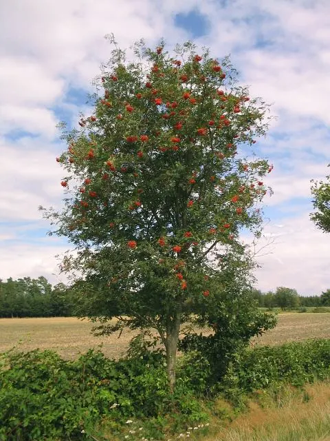 European Mountain Ash (Sorbus Aucuparia) — complementing clusters of bright orange-red berries that attract wildlife; white flowers in the garden, image 123