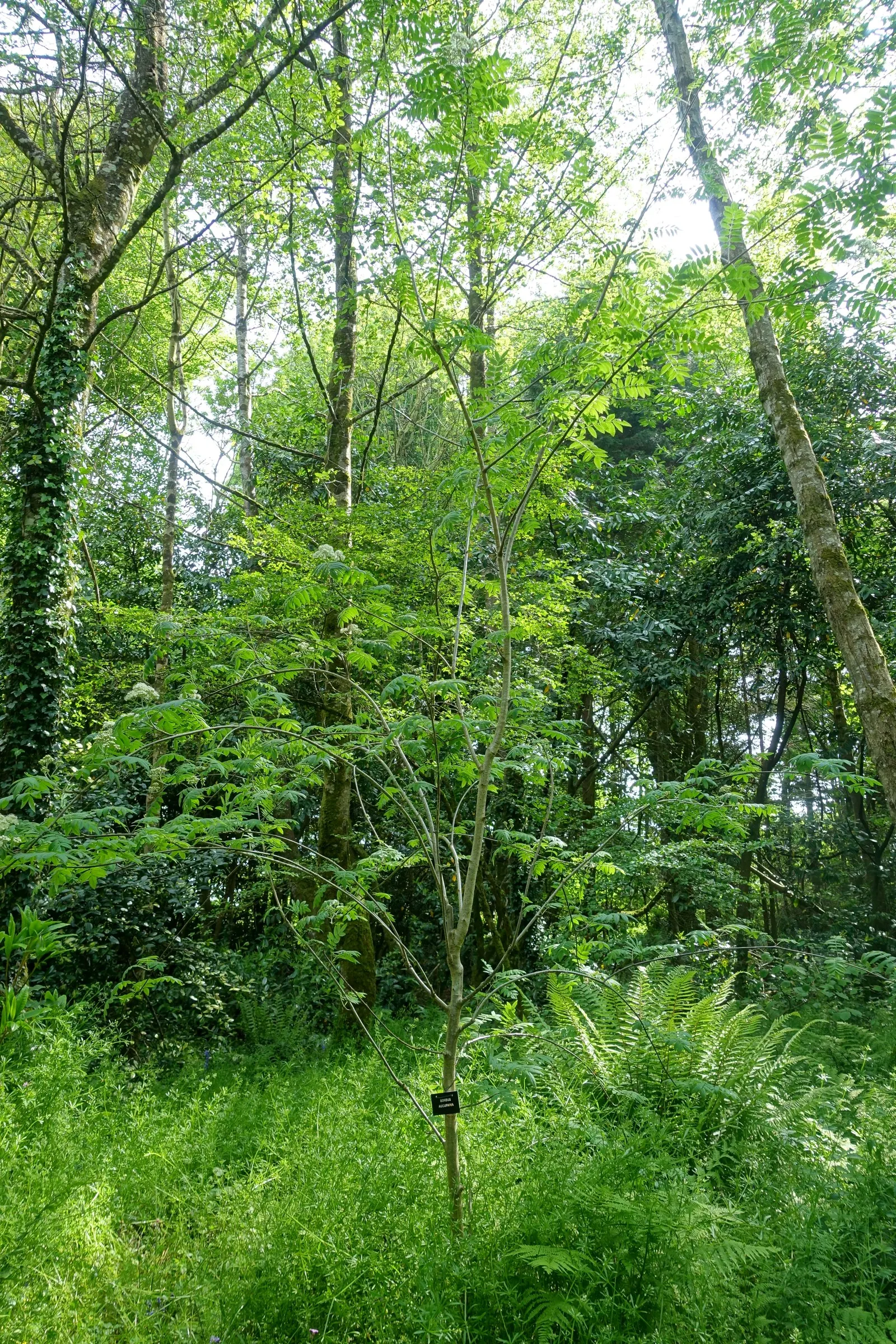 European Mountain Ash (Sorbus Aucuparia) — the Mountain Ash announces the season's arrival with abundant clusters of creamy white flowers; tree for full or half