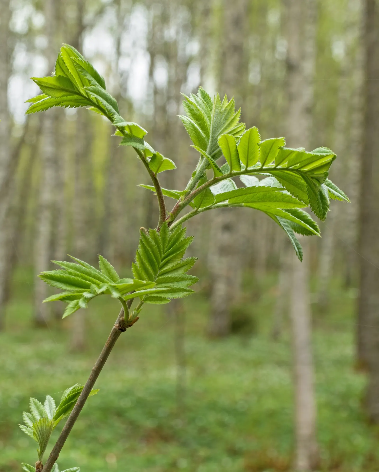 European Mountain Ash (Sorbus Aucuparia) — tree for full or half; it tolerates a range of soil types, from acidic to neutral, and is relatively low, image 100
