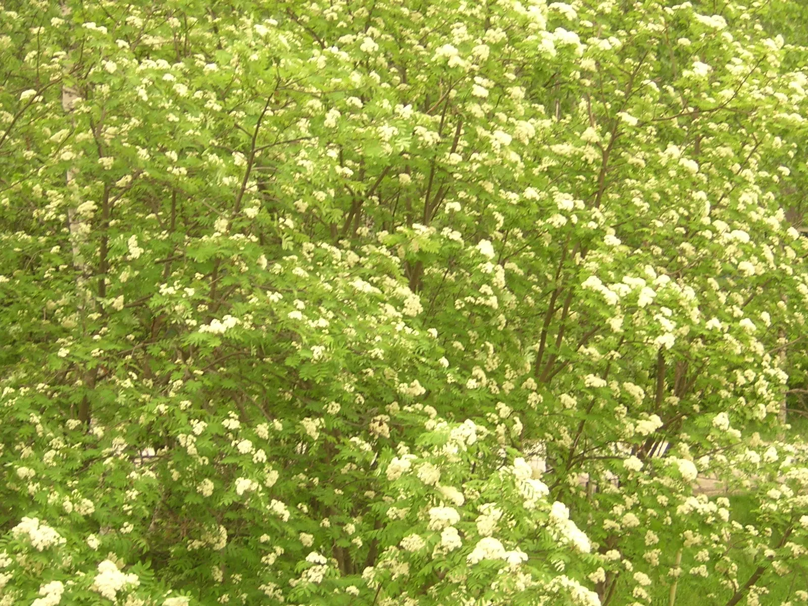 European Mountain Ash (Sorbus Aucuparia) — It tolerates a range of soil types, from acidic to neutral, and is relatively low maintenance once established