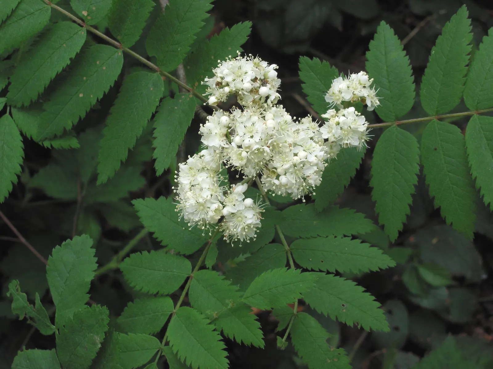 European Mountain Ash (Sorbus Aucuparia) — This deciduous tree typically matures to a height of 20 to 40 feet with a spread of 15 to 25 feet, image 87