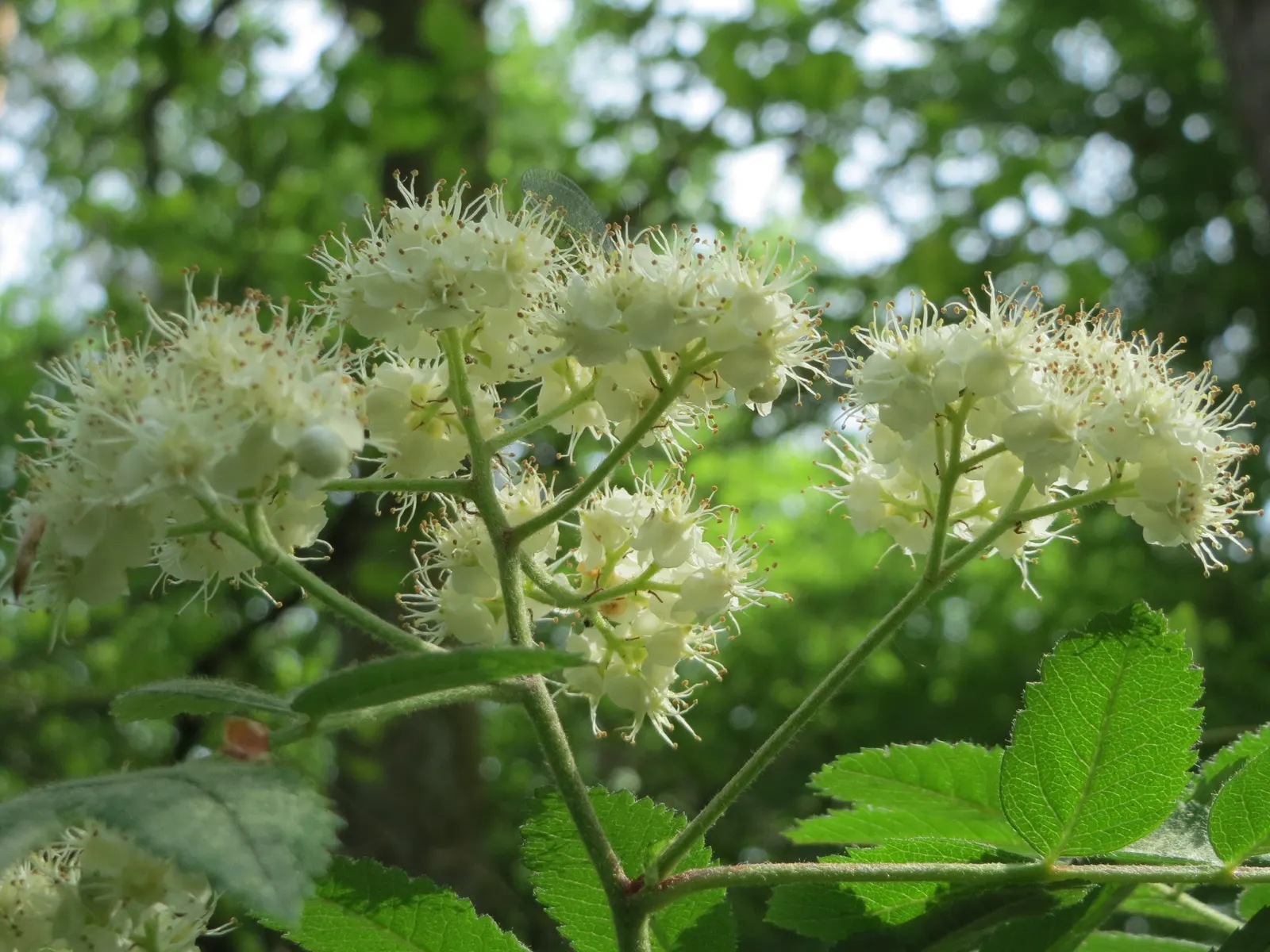 European Mountain Ash (Sorbus Aucuparia) — tree for full or half
