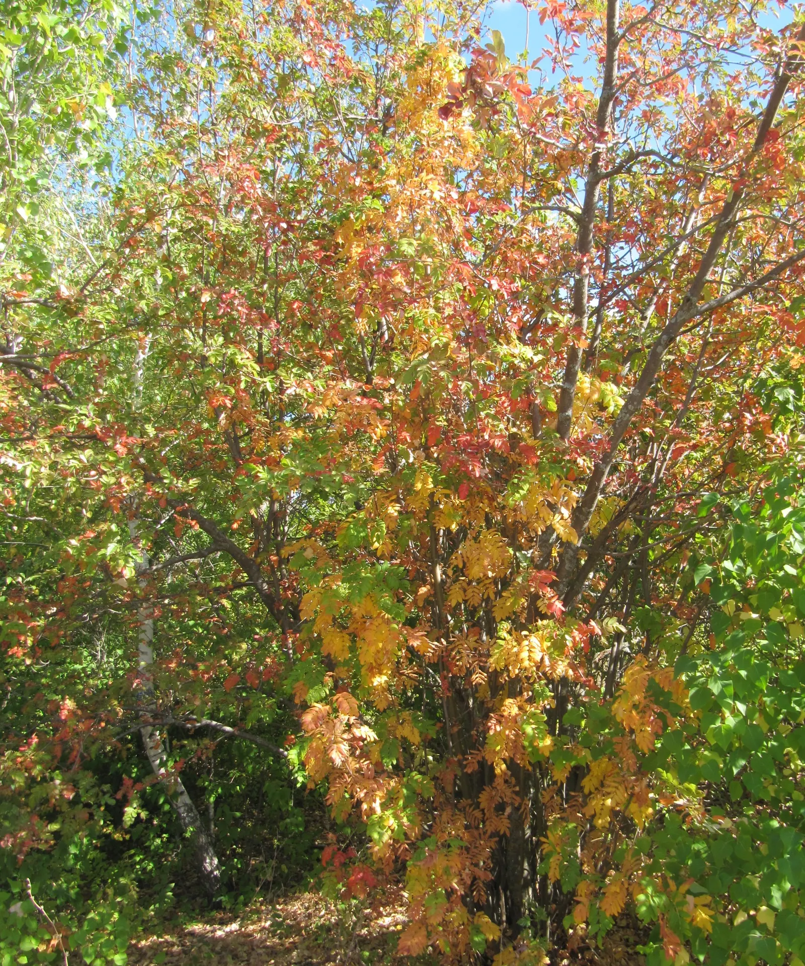 European Mountain Ash (Sorbus Aucuparia) — tree for full or half; it tolerates a range of soil types, from acidic to neutral, and is relatively low, image 60