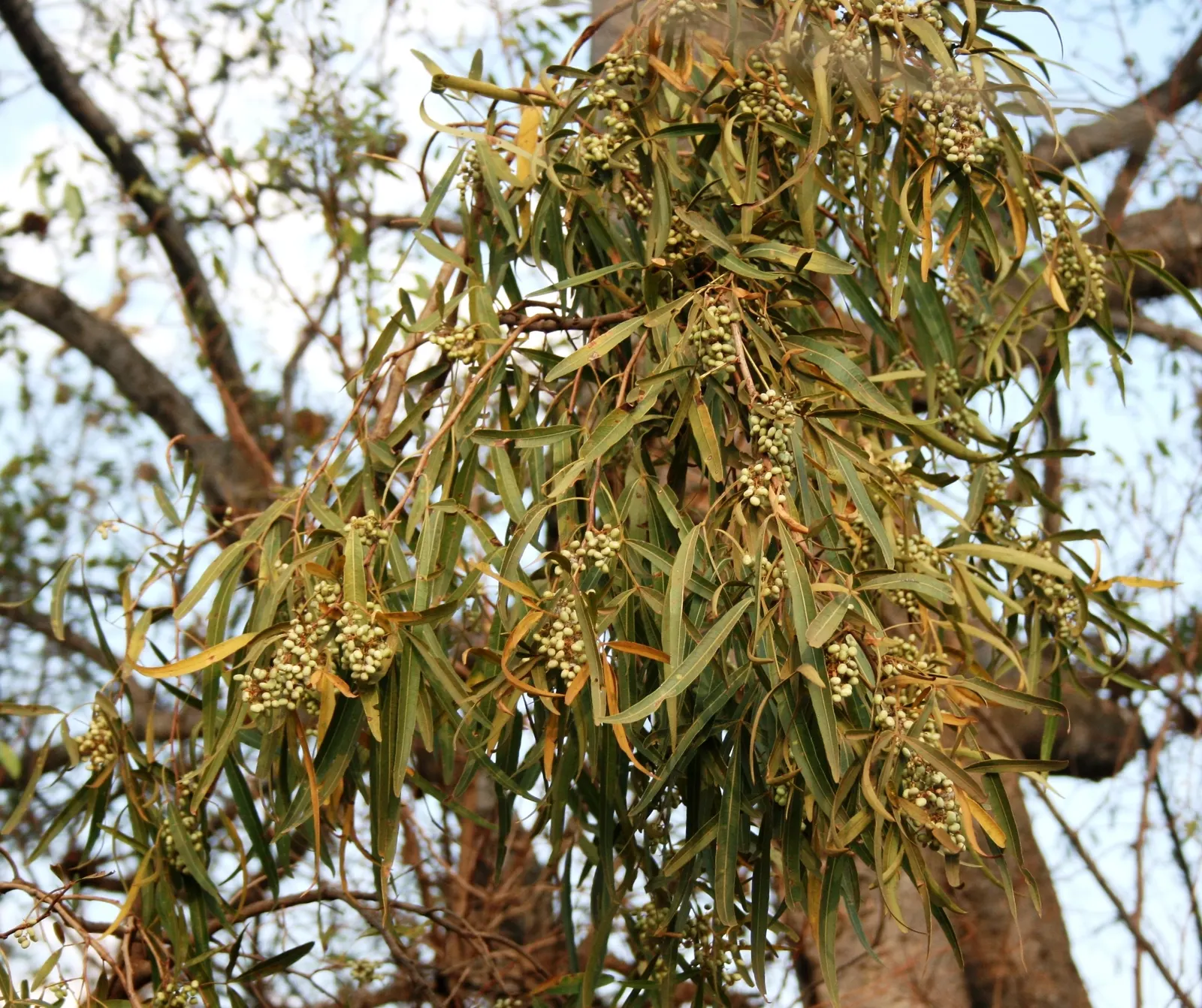 African Sumac (Rhus Lancea) — Its glossy, dark green leaves contrast with red-tinged stems