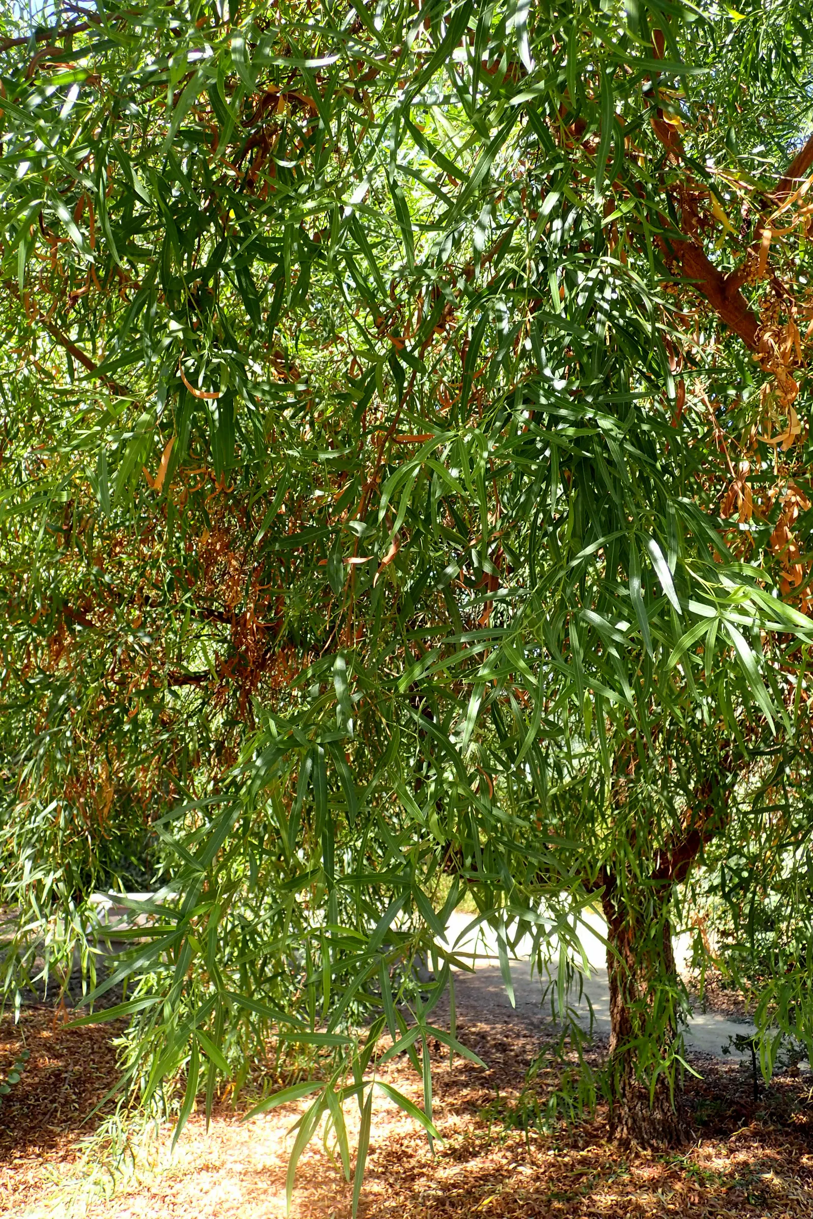 African Sumac (Rhus Lancea) — scientifically known as Rhus lancea