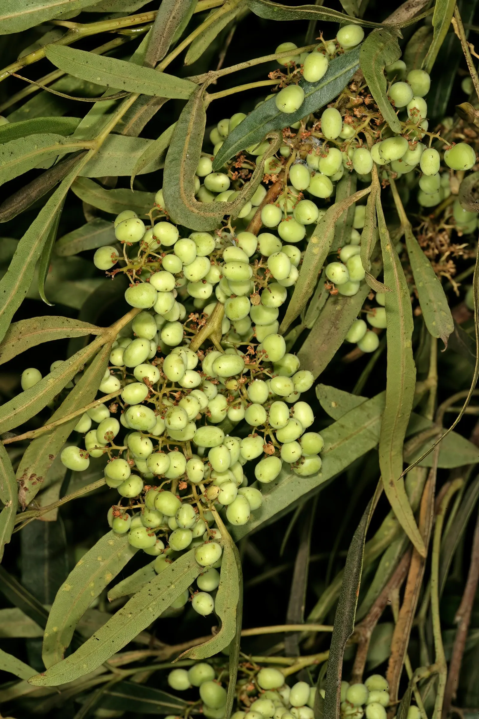 African Sumac (Rhus Lancea) — The African Sumac, Rhus lancea, is an evergreen with graceful, weeping foliage