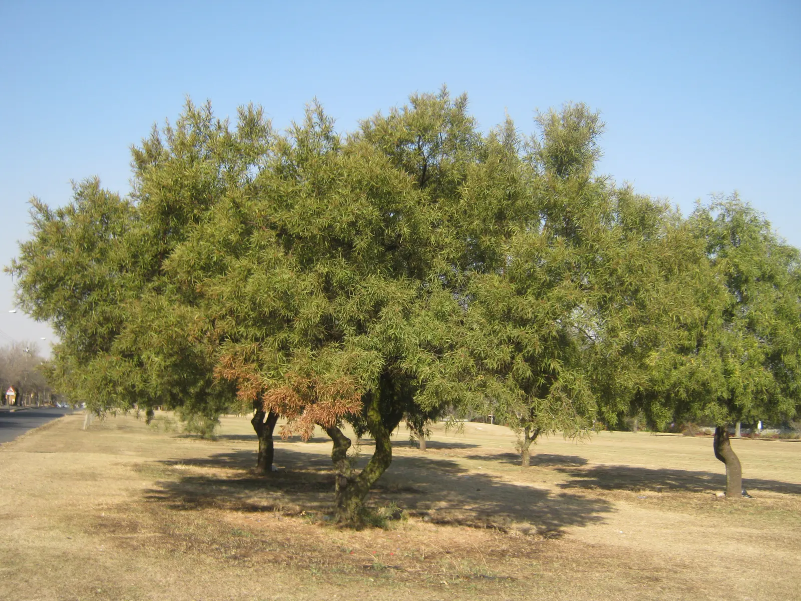 African Sumac (Rhus Lancea) — willow-like leaves measure approximately 2 to 4 inches in length