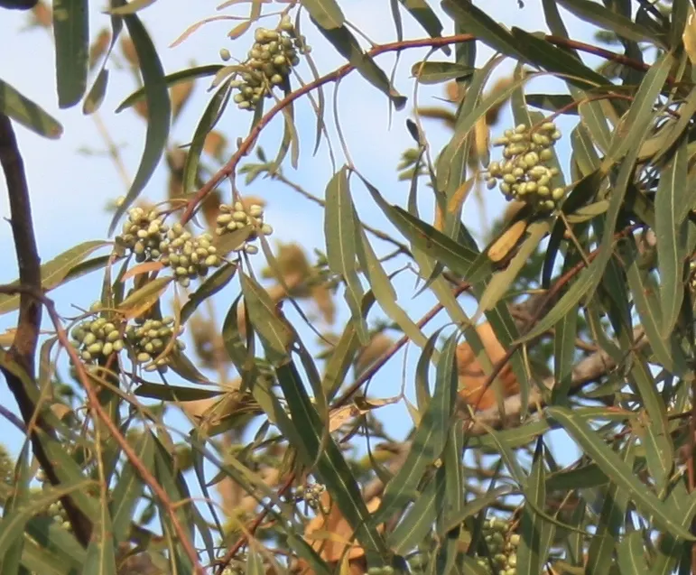 African Sumac (Rhus Lancea) — Inconspicuous yellow flowers bloom in spring, followed by brown berry-like fruits