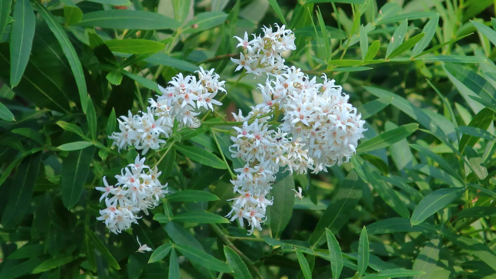 African Sumac (Rhus Lancea) — weeping form that can be a standout feature in any landscape