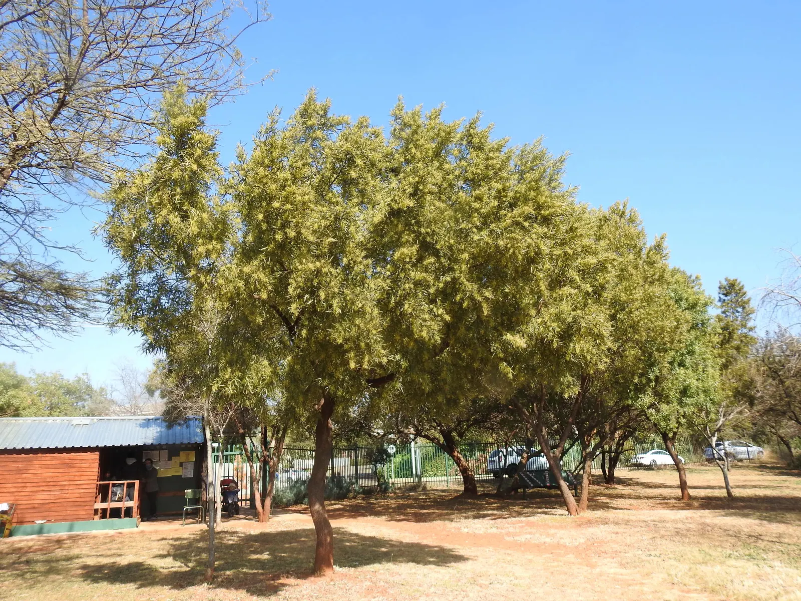 African Sumac (Rhus Lancea) — creating a well-proportioned canopy of dense