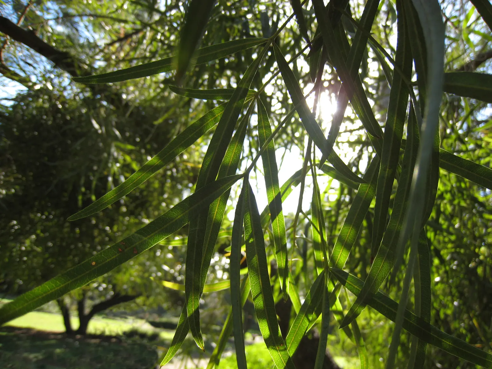 African Sumac (Rhus Lancea) — demonstrating versatility for placement within the landscape.<br><br>Its smooth