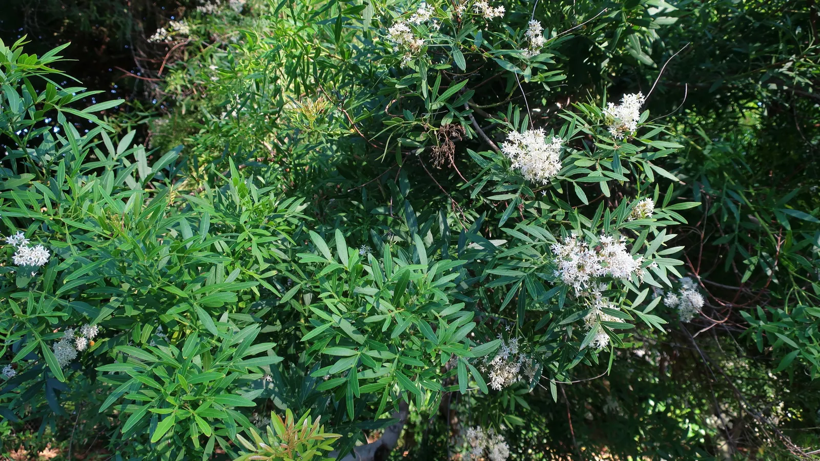 African Sumac (Rhus Lancea) — The tree performs optimally in full sun but can tolerate partial shade