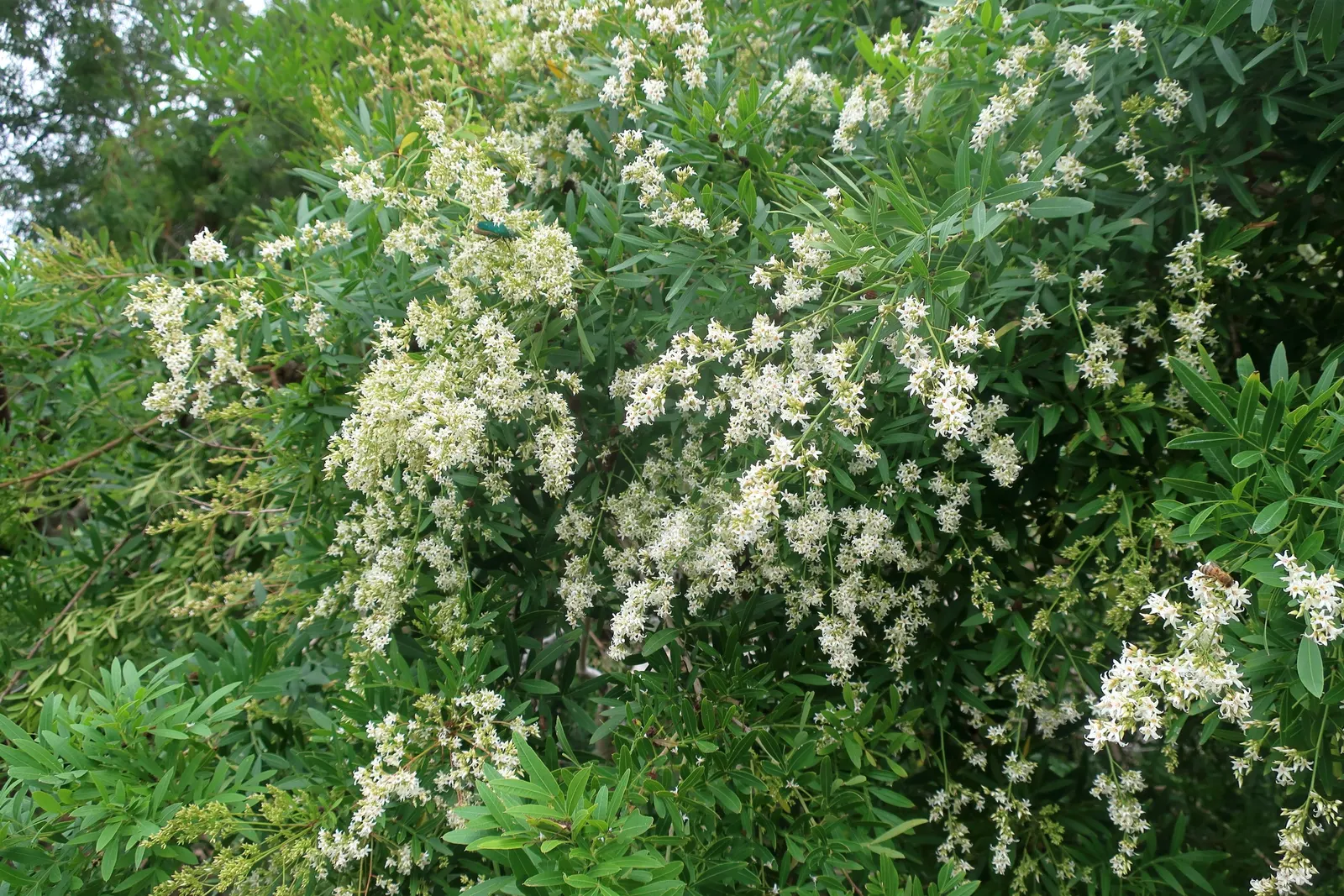 African Sumac (Rhus Lancea) — is an evergreen tree with a graceful