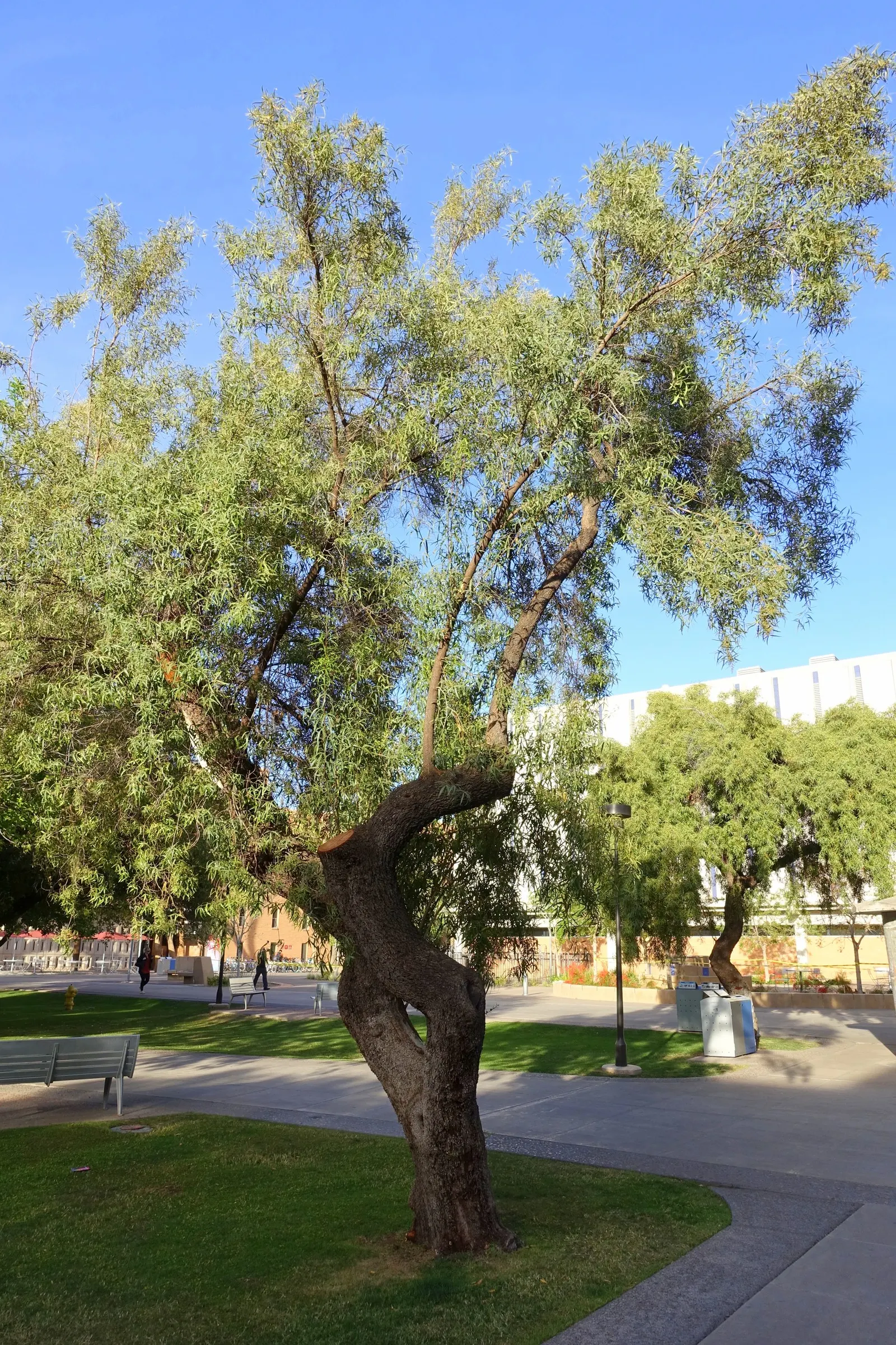 African Sumac (Rhus Lancea) — the African Sumac can survive with minimal supplemental watering