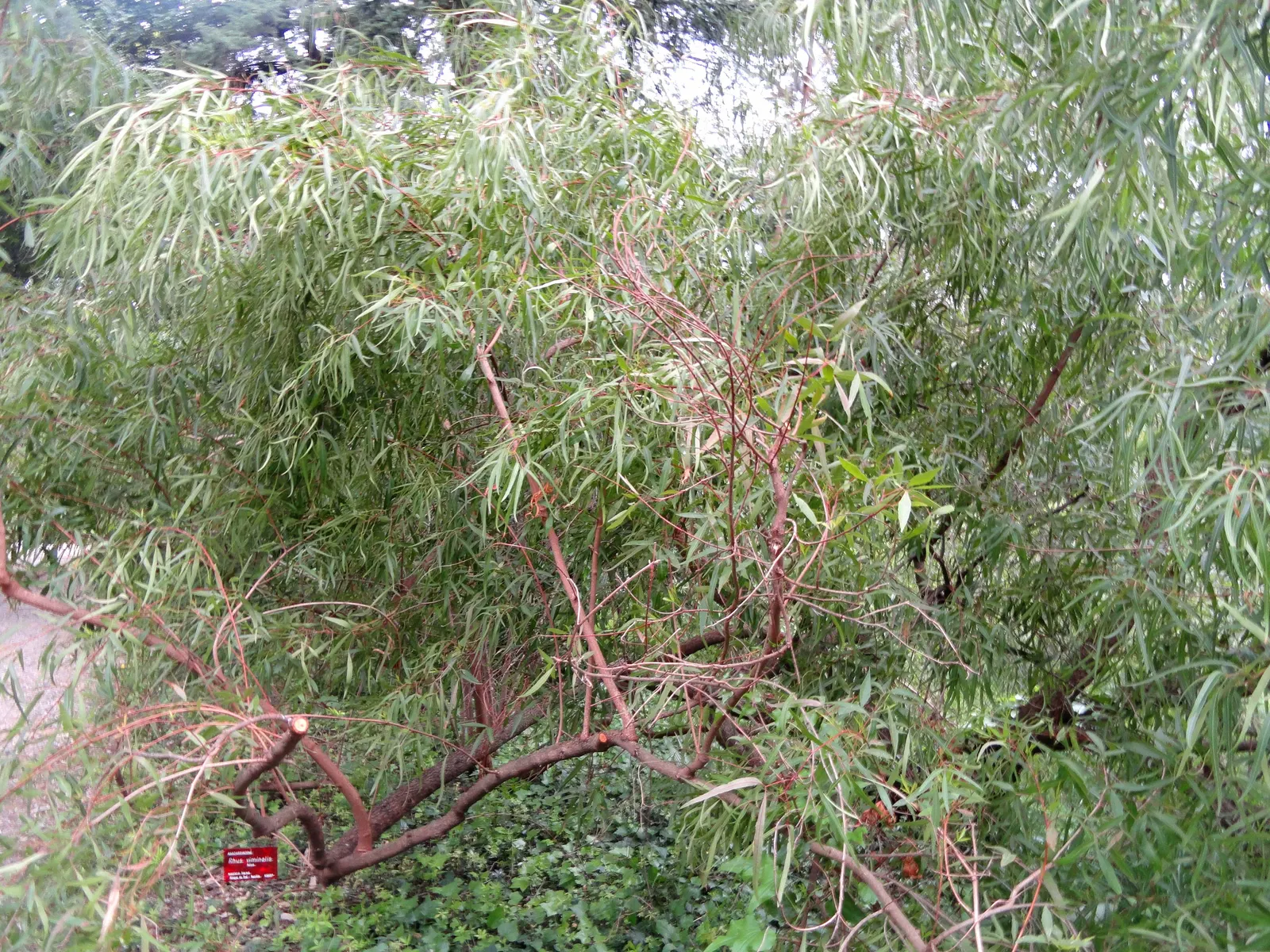 African Sumac (Rhus Lancea) — making it an excellent choice for low-maintenance and water-wise gardens