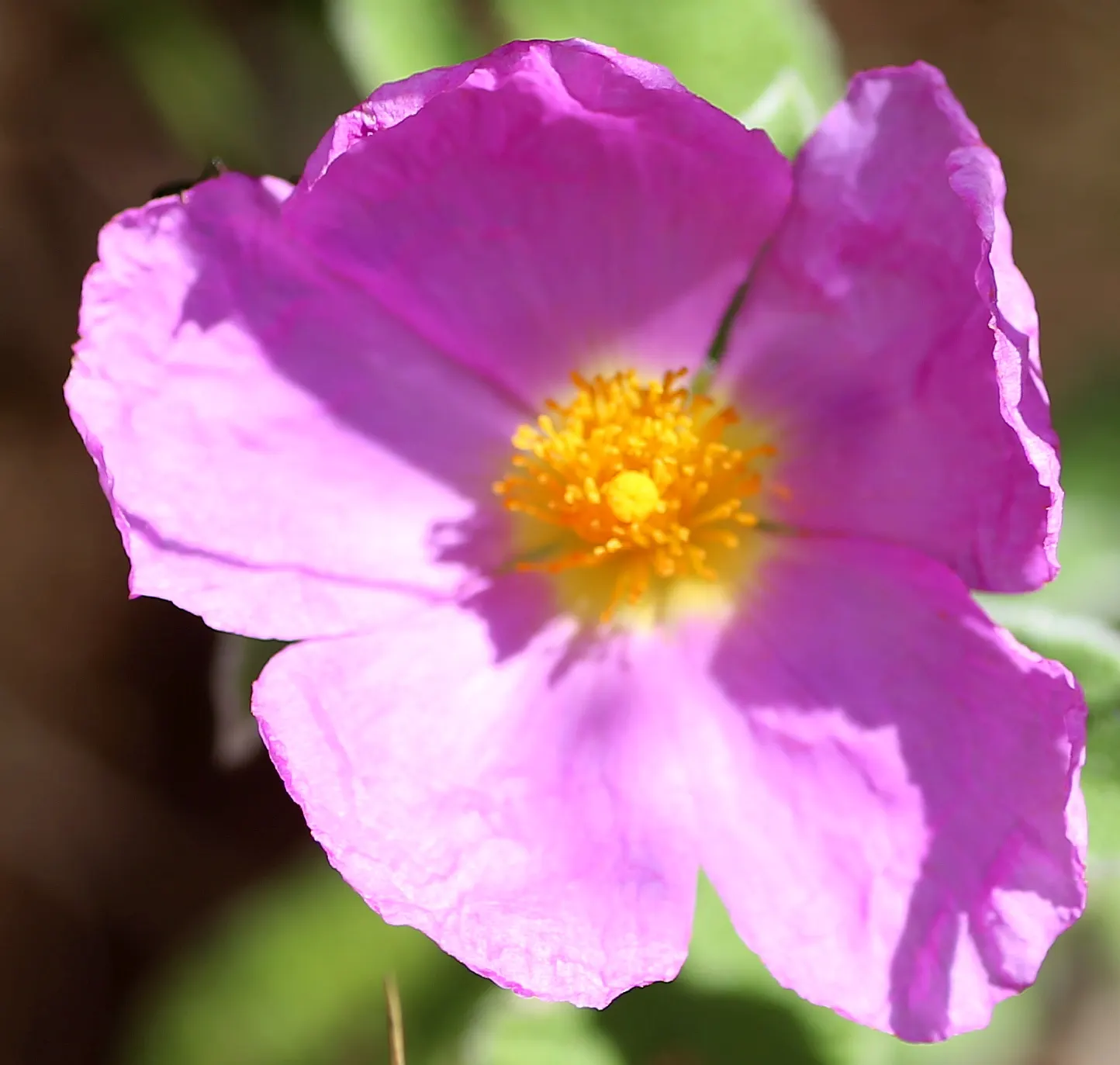 Purple Rockrose (Cistus Incanus) — or as an ornamental ground cover