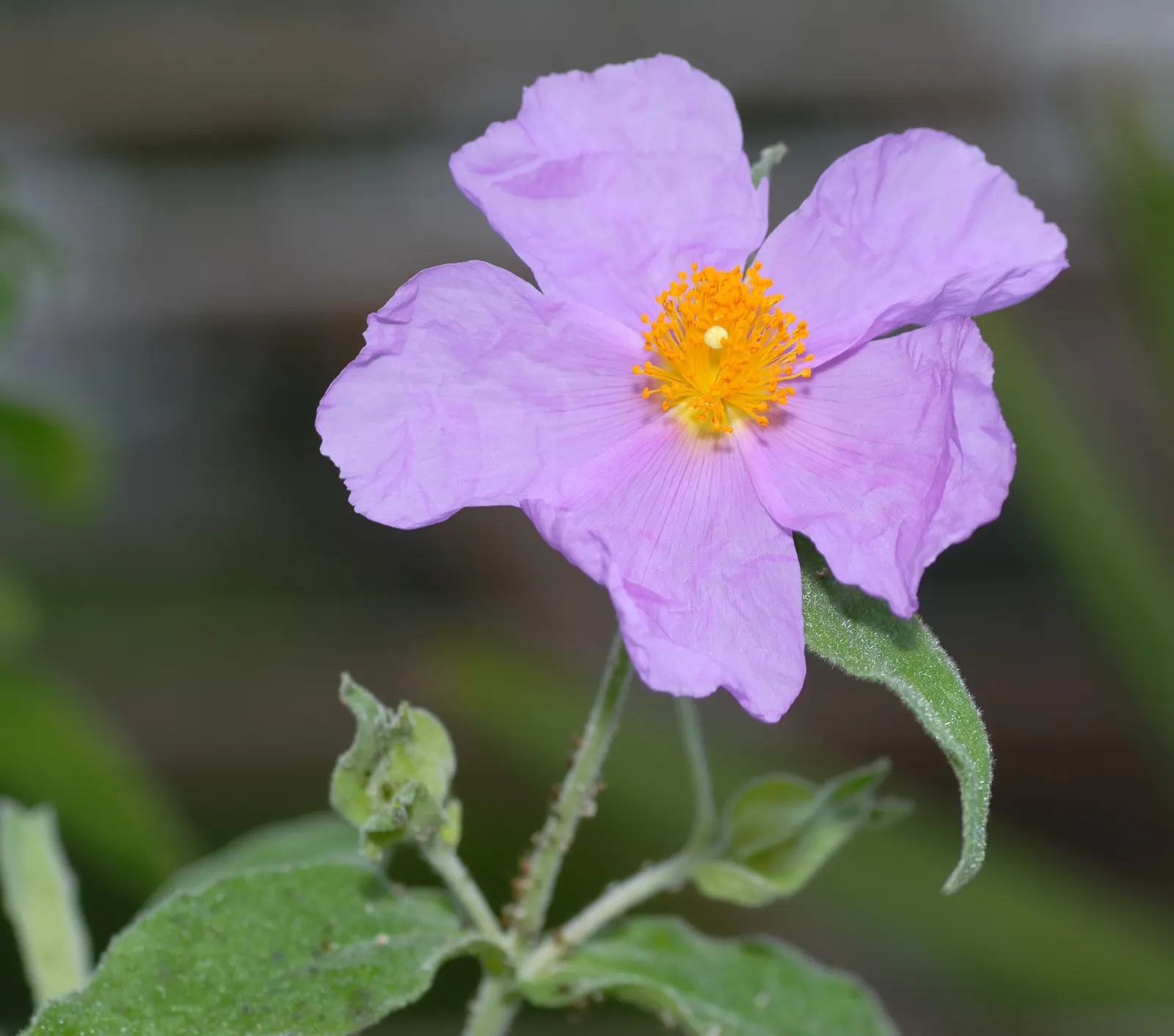 Purple Rockrose (Cistus Incanus) — It stands at a modest 3 to 4 feet tall and wide
