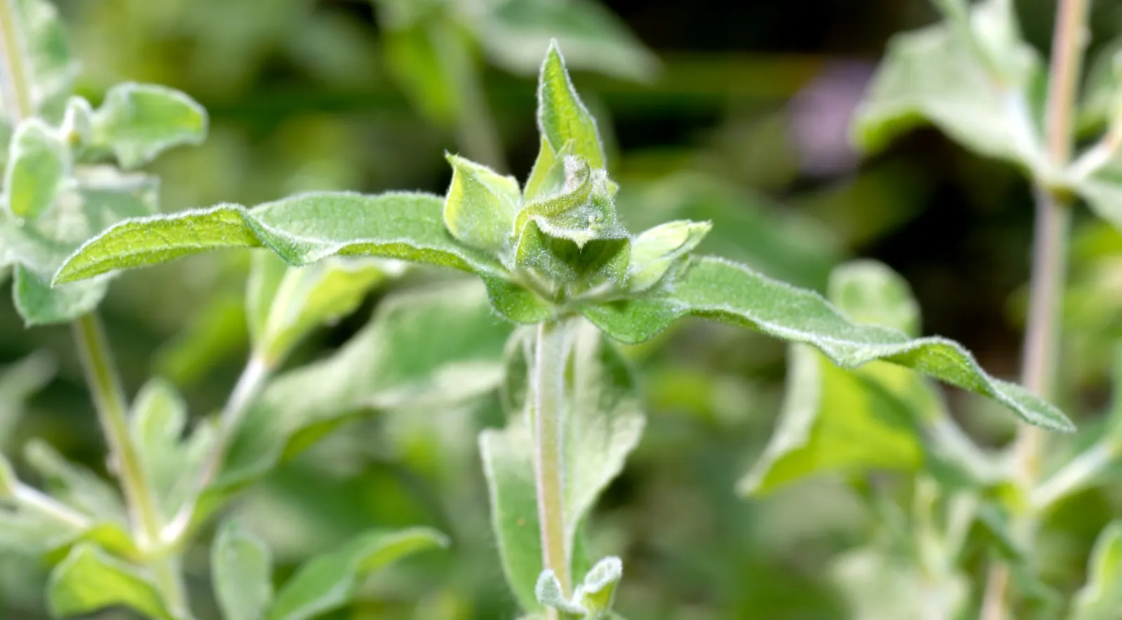 Purple Rockrose (Cistus Incanus) — aromatic gray-green foliage