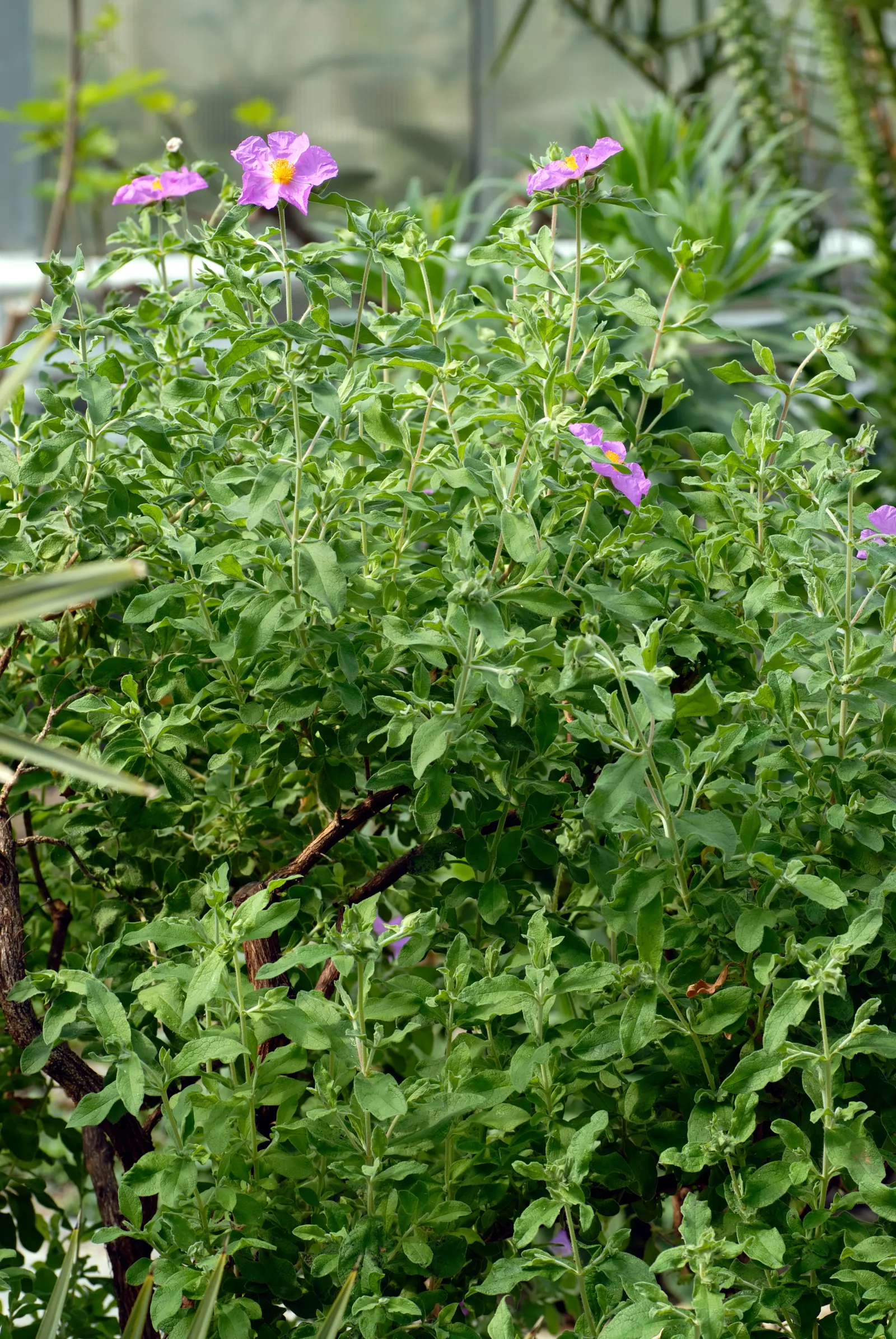 Purple Rockrose (Cistus Incanus) — flourishes in well-drained soils with full sun exposure