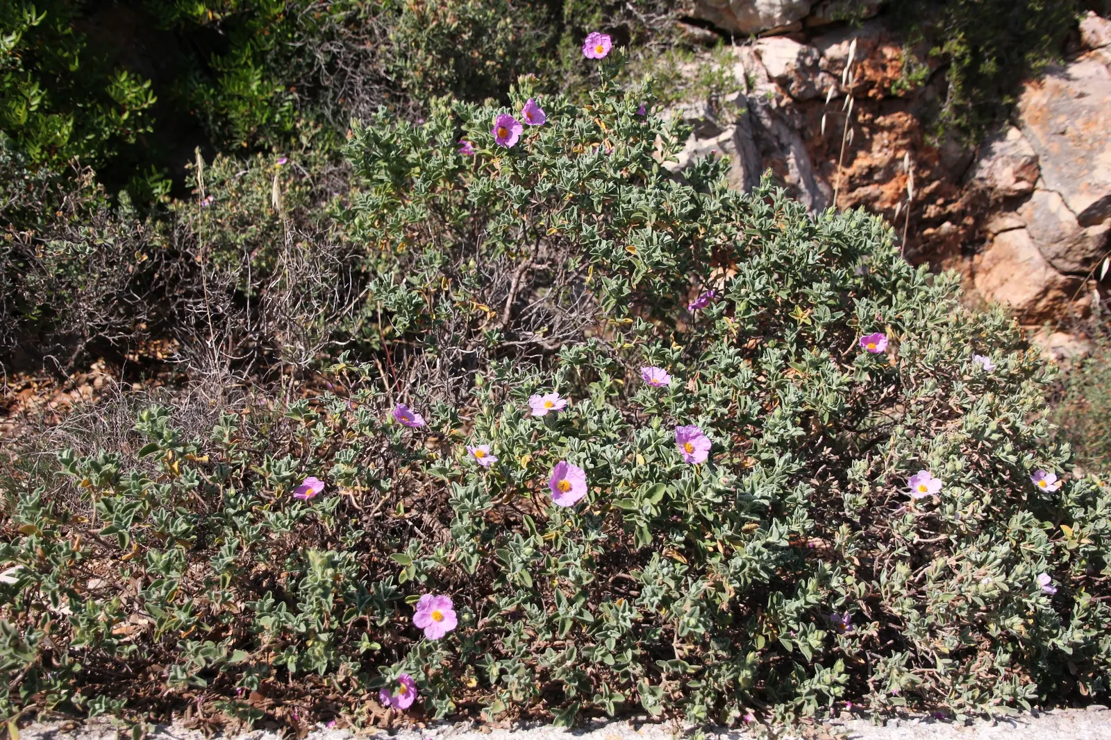 Purple Rockrose (Cistus Incanus) — attracting pollinators while resisting deer