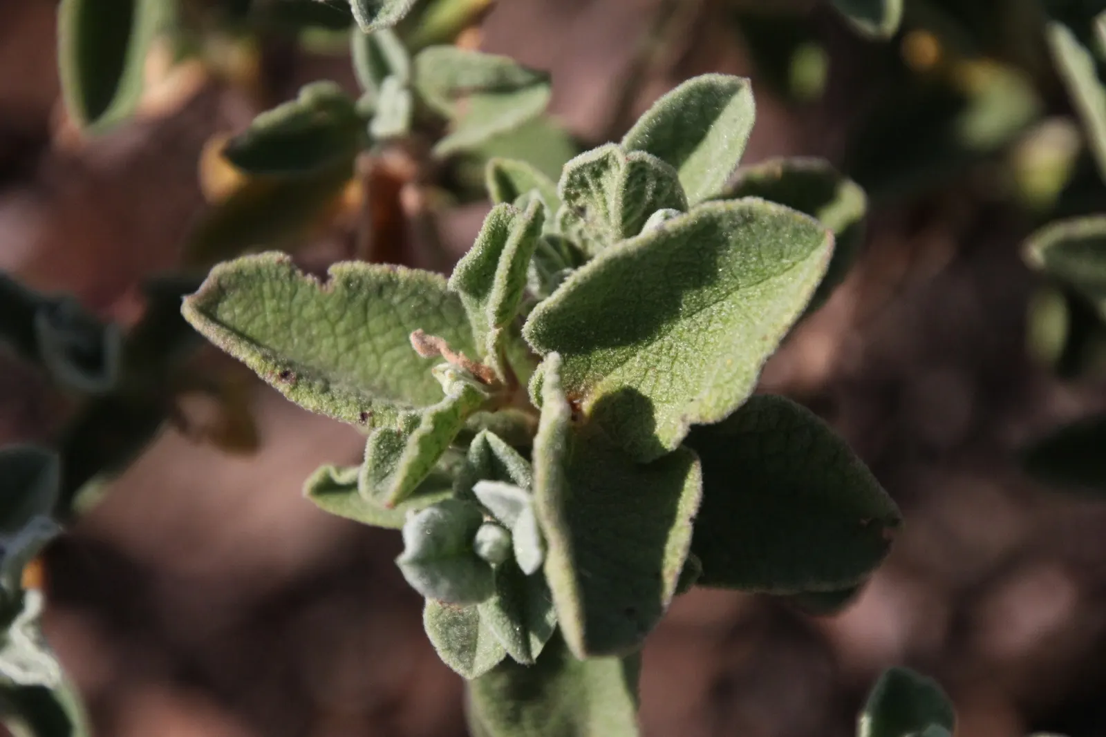 Purple Rockrose (Cistus Incanus) — Mediterranean charm to water-wise gardens