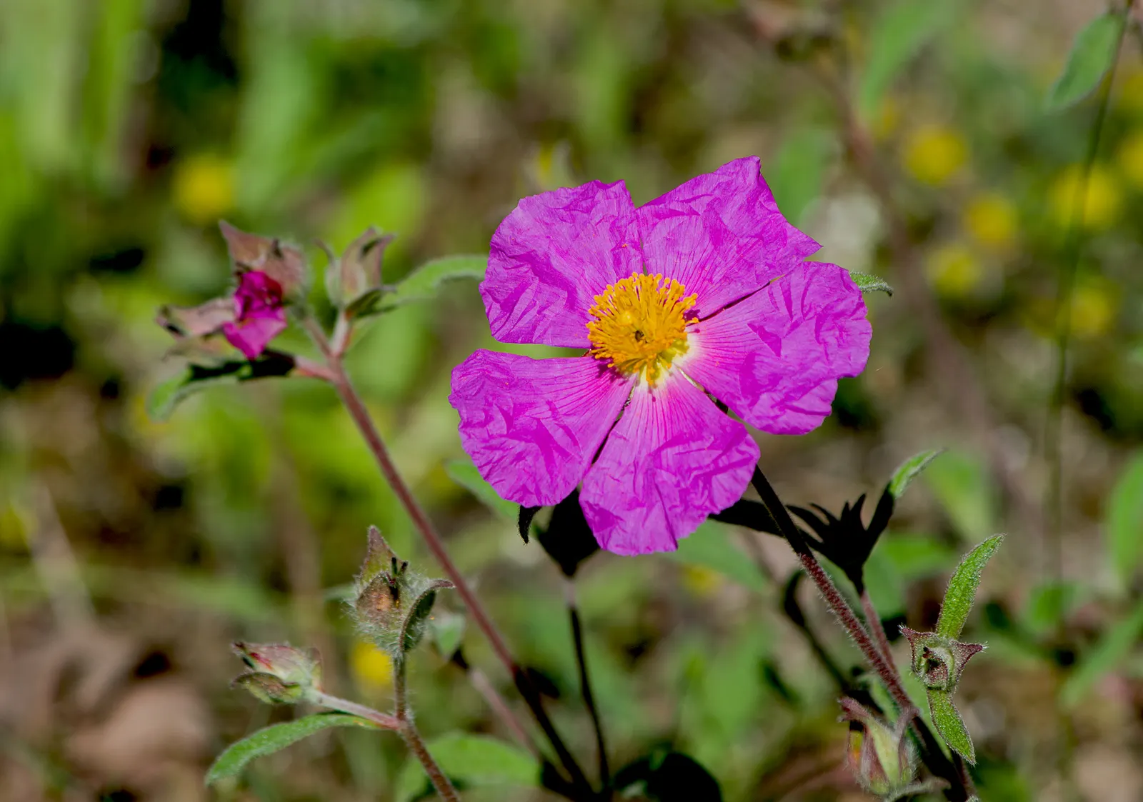 Purple Rockrose (Cistus Incanus) — making it suitable for garden borders