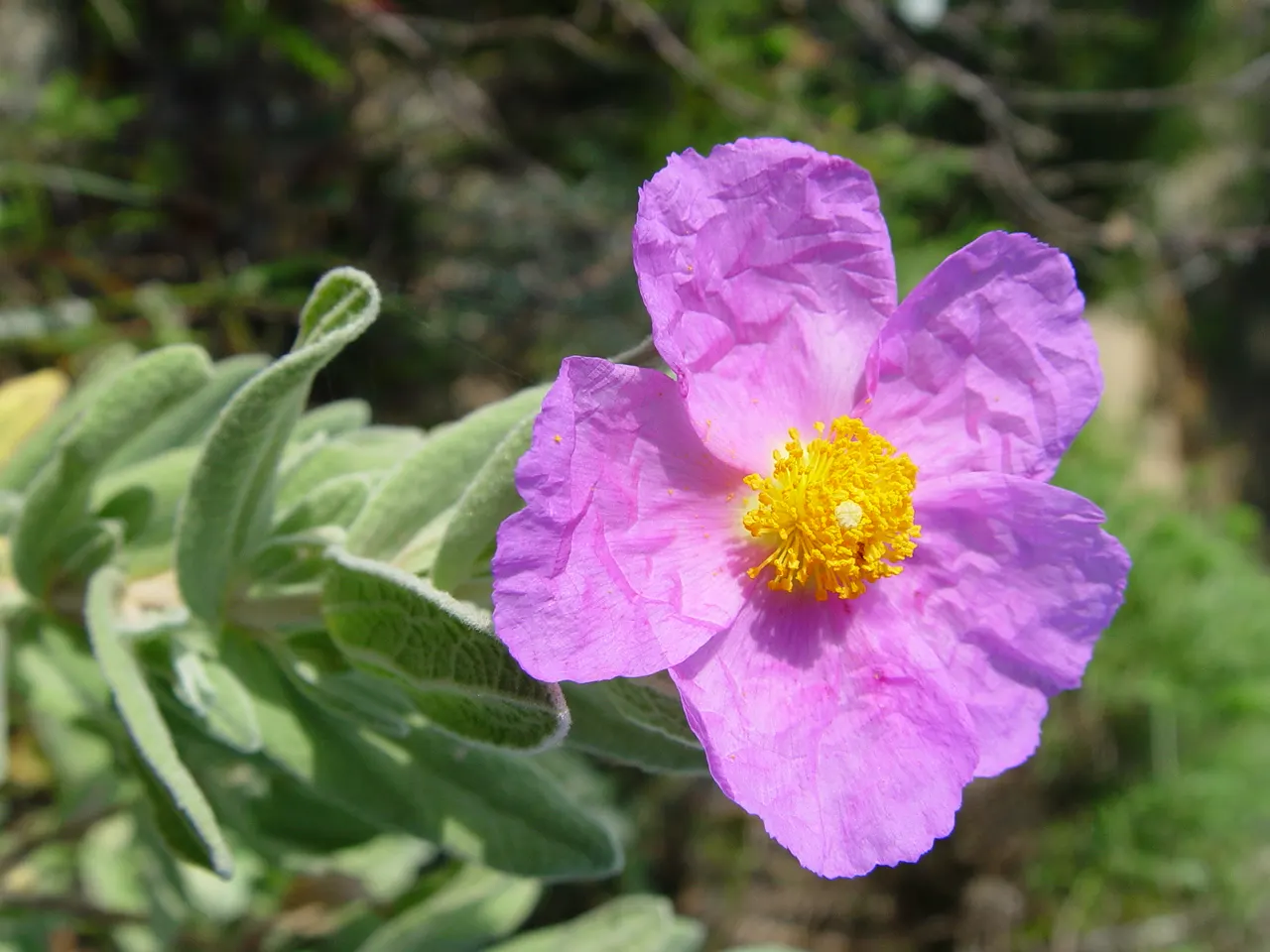 Purple Rockrose (Cistus Incanus) — Originating from the Mediterranean region