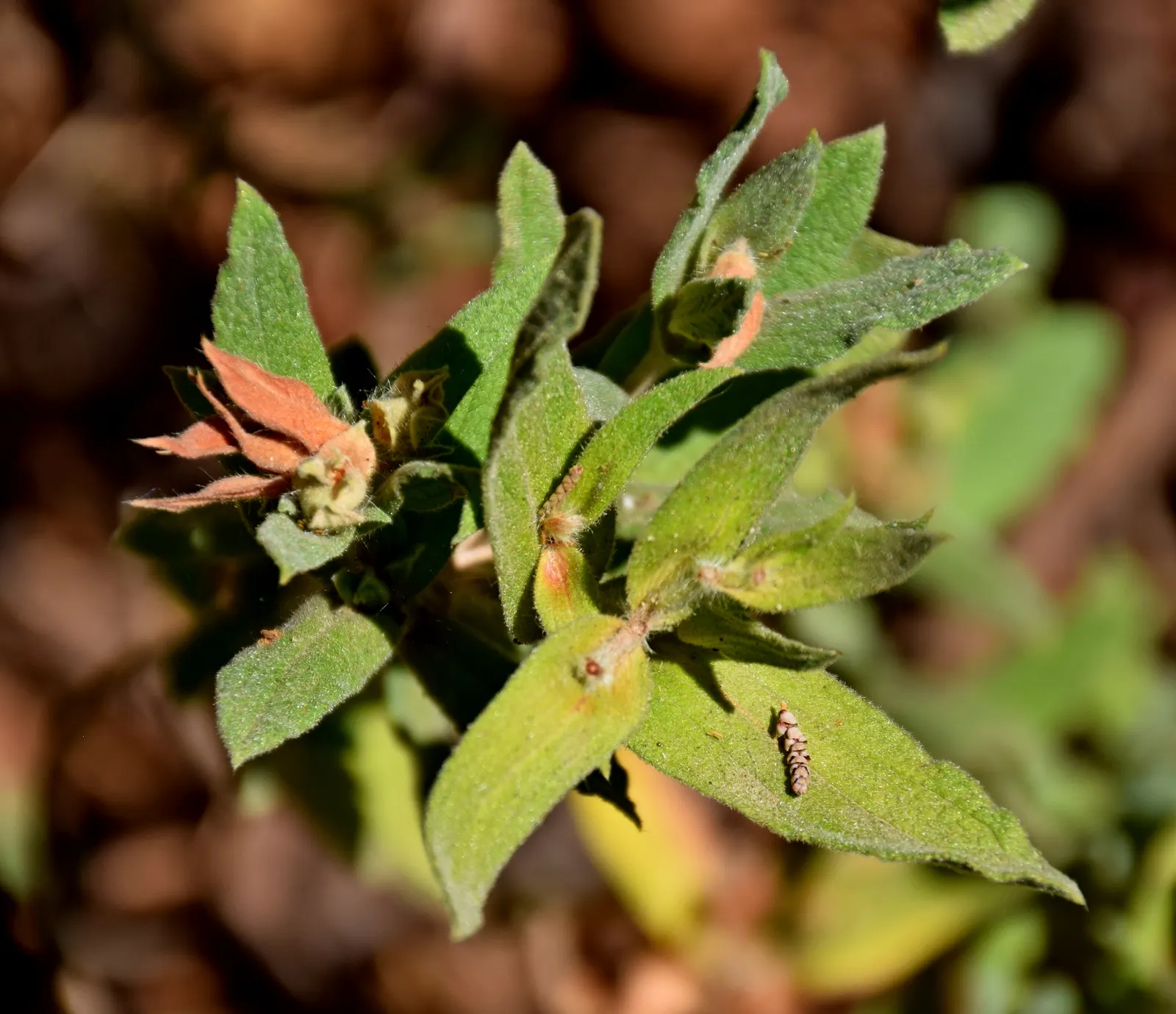 Purple Rockrose (Cistus Incanus) — a robust evergreen subshrub