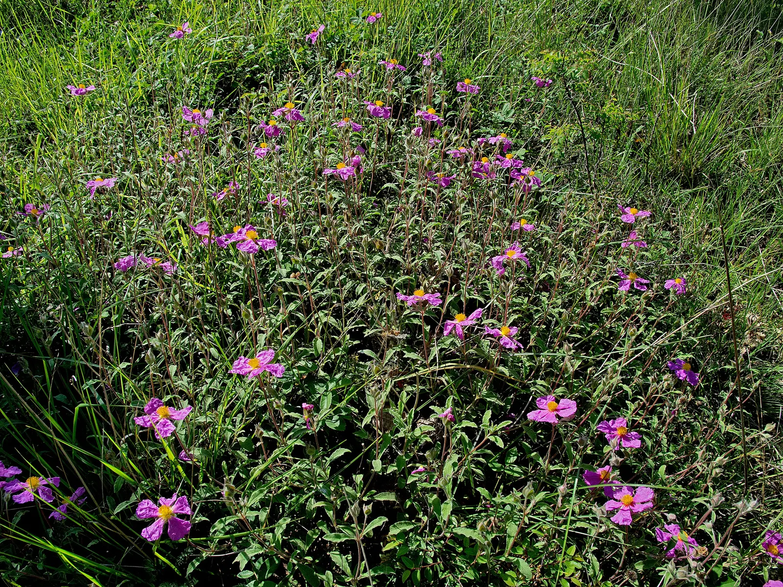 Purple Rockrose (Cistus Incanus) — Its foliage consists of slightly hairy