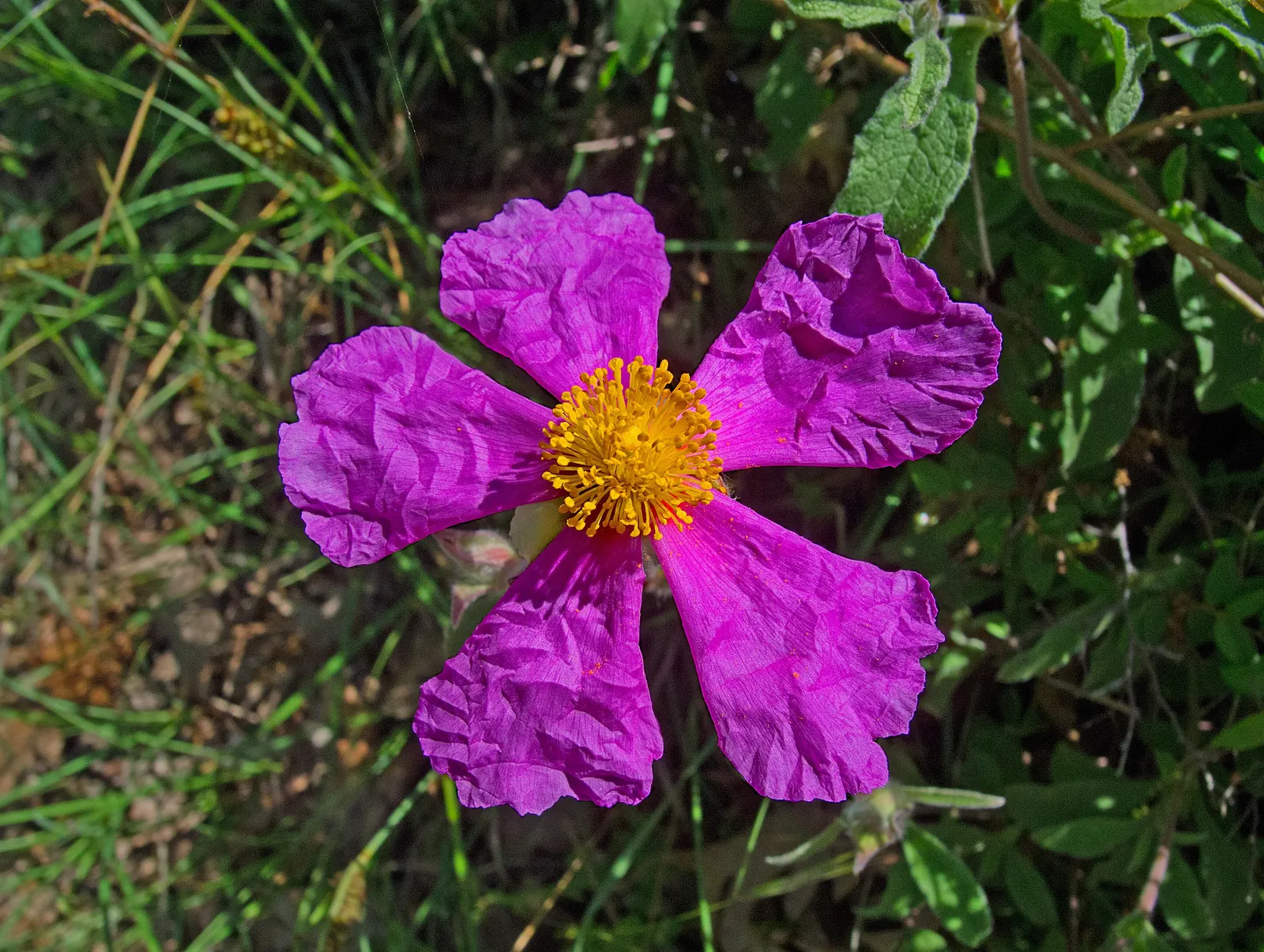 Purple Rockrose (Cistus Incanus) — the Purple Rockrose reaches a modest height of approximately 3 to 4 feet and spans a similar width